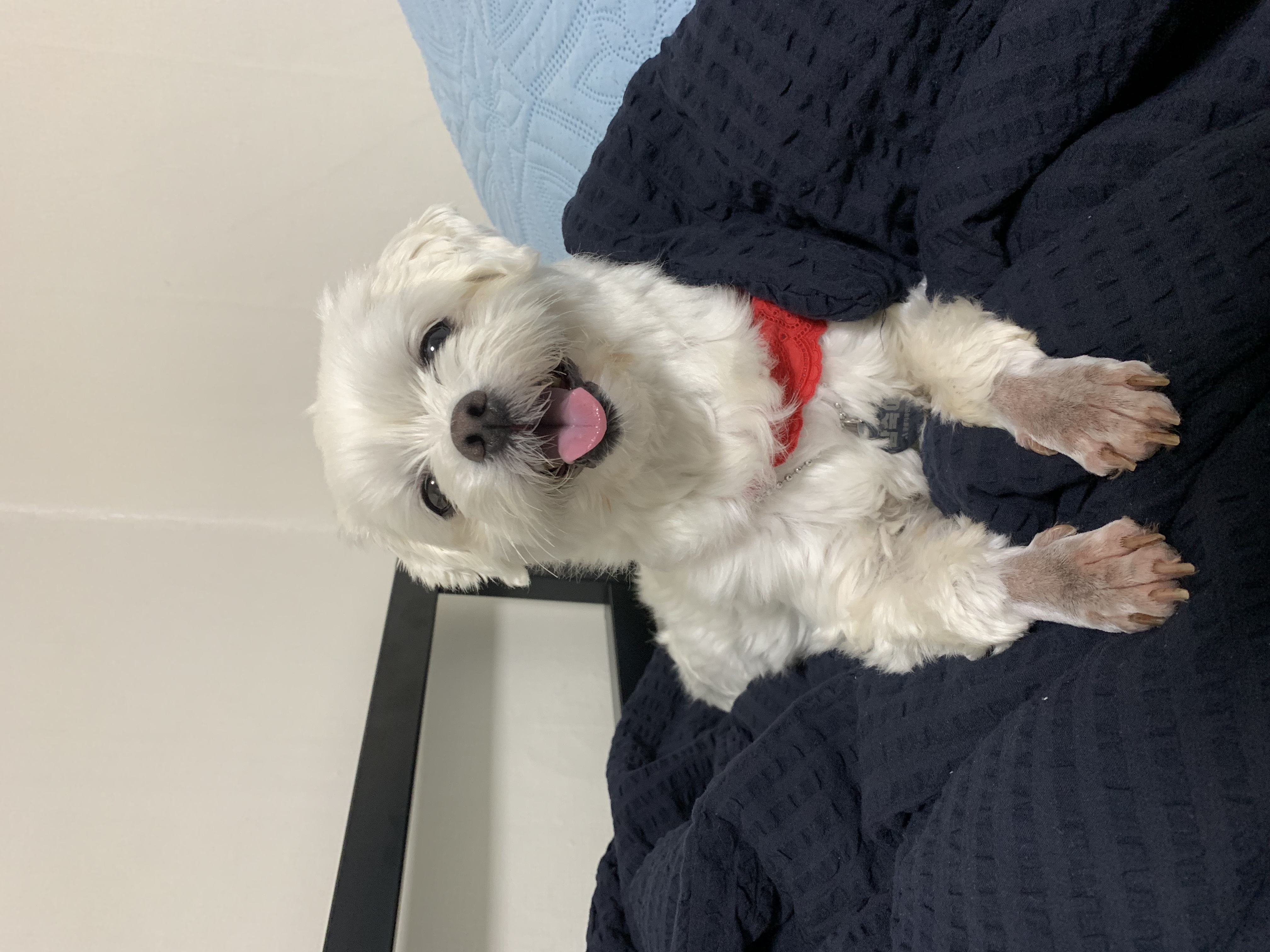 웃는 게 예쁜 애교쟁이 삼숙이💛 입양 후 일주일