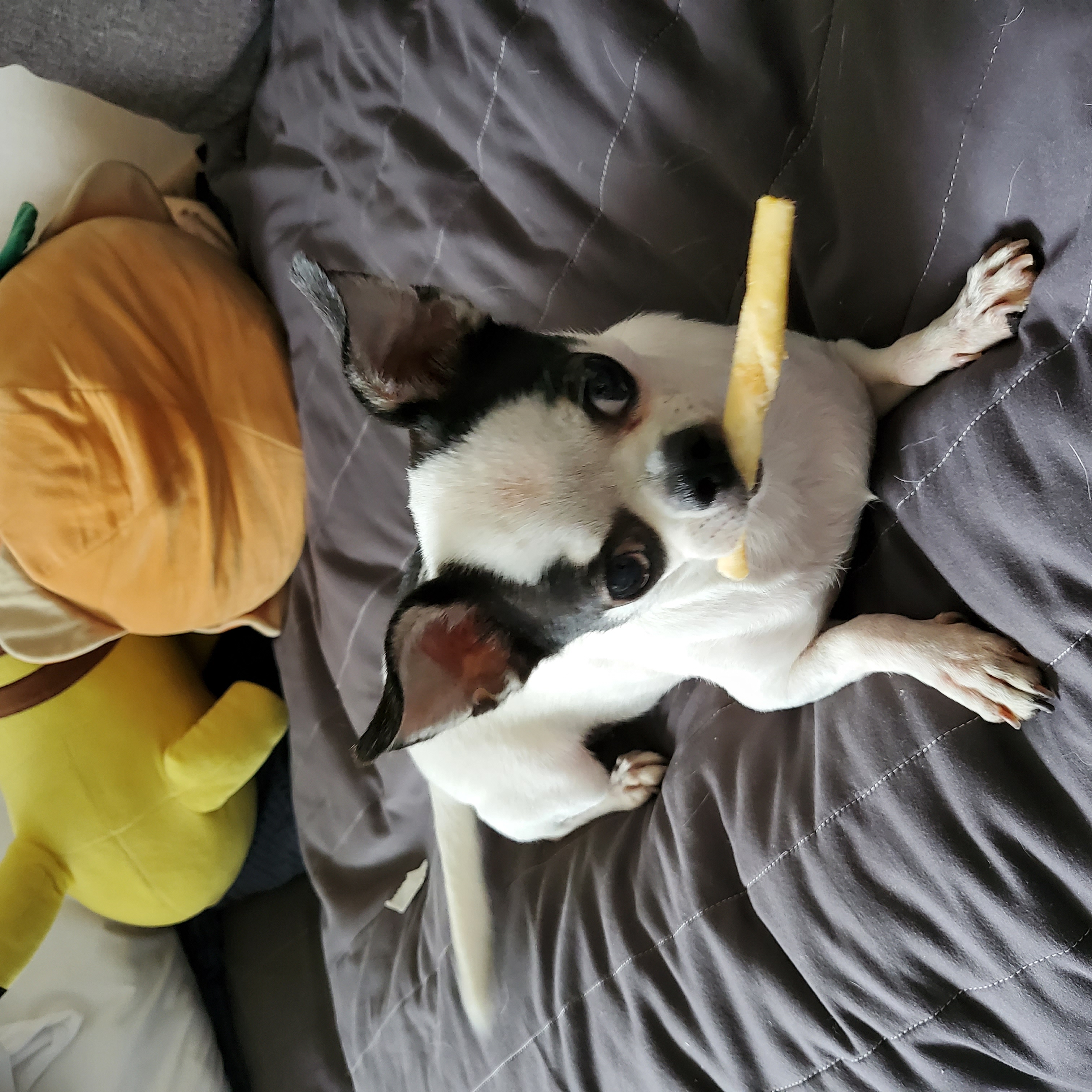 방울이  한달 후 이야기