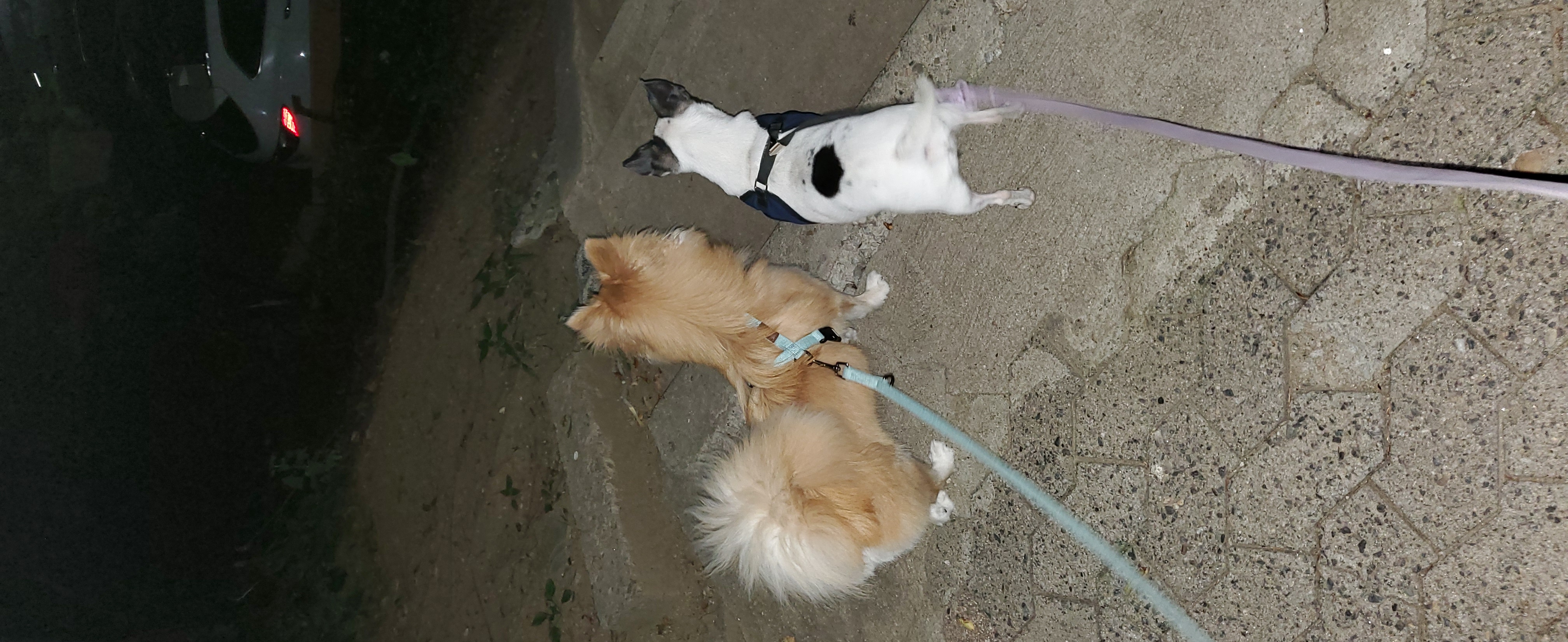 방울이  한달 후 이야기