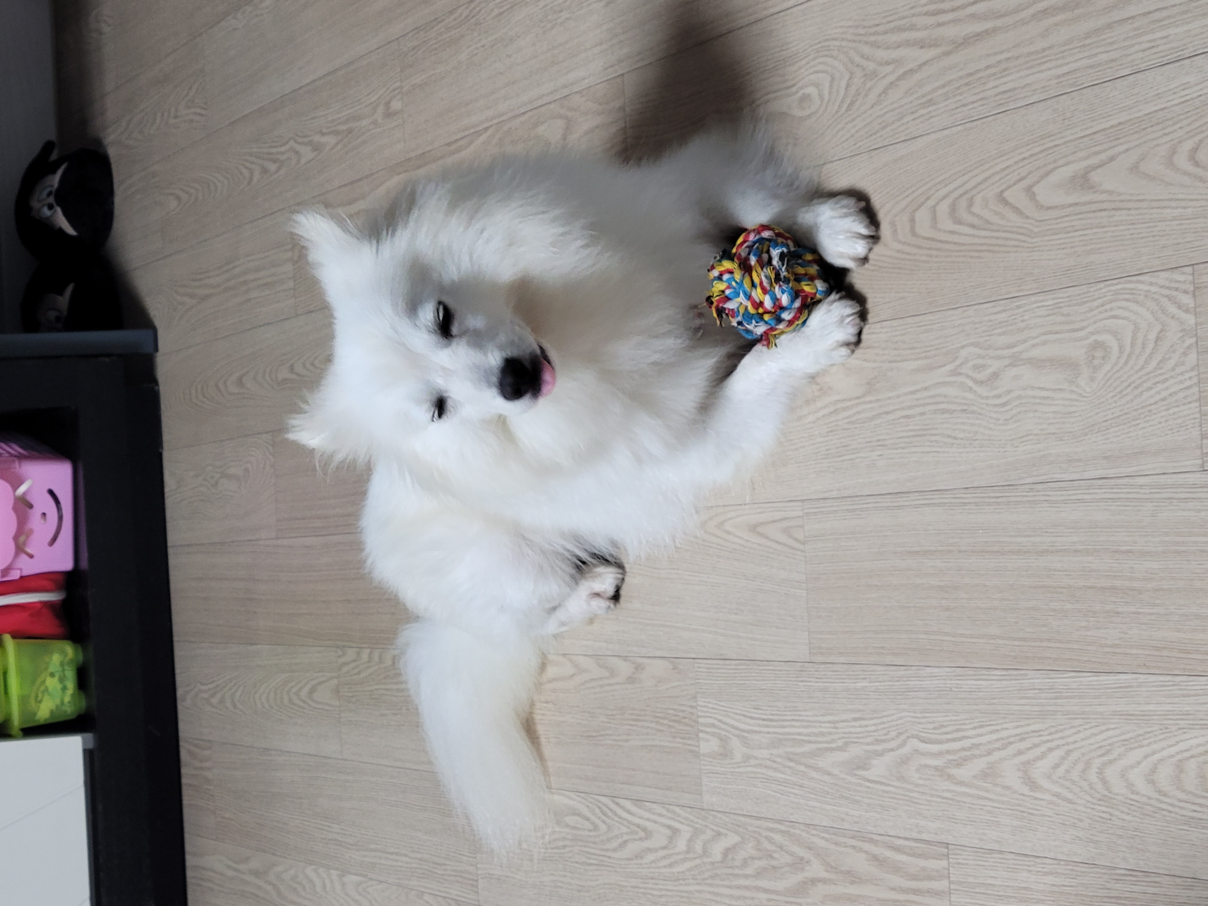 휘핑이 임보 이야기♡