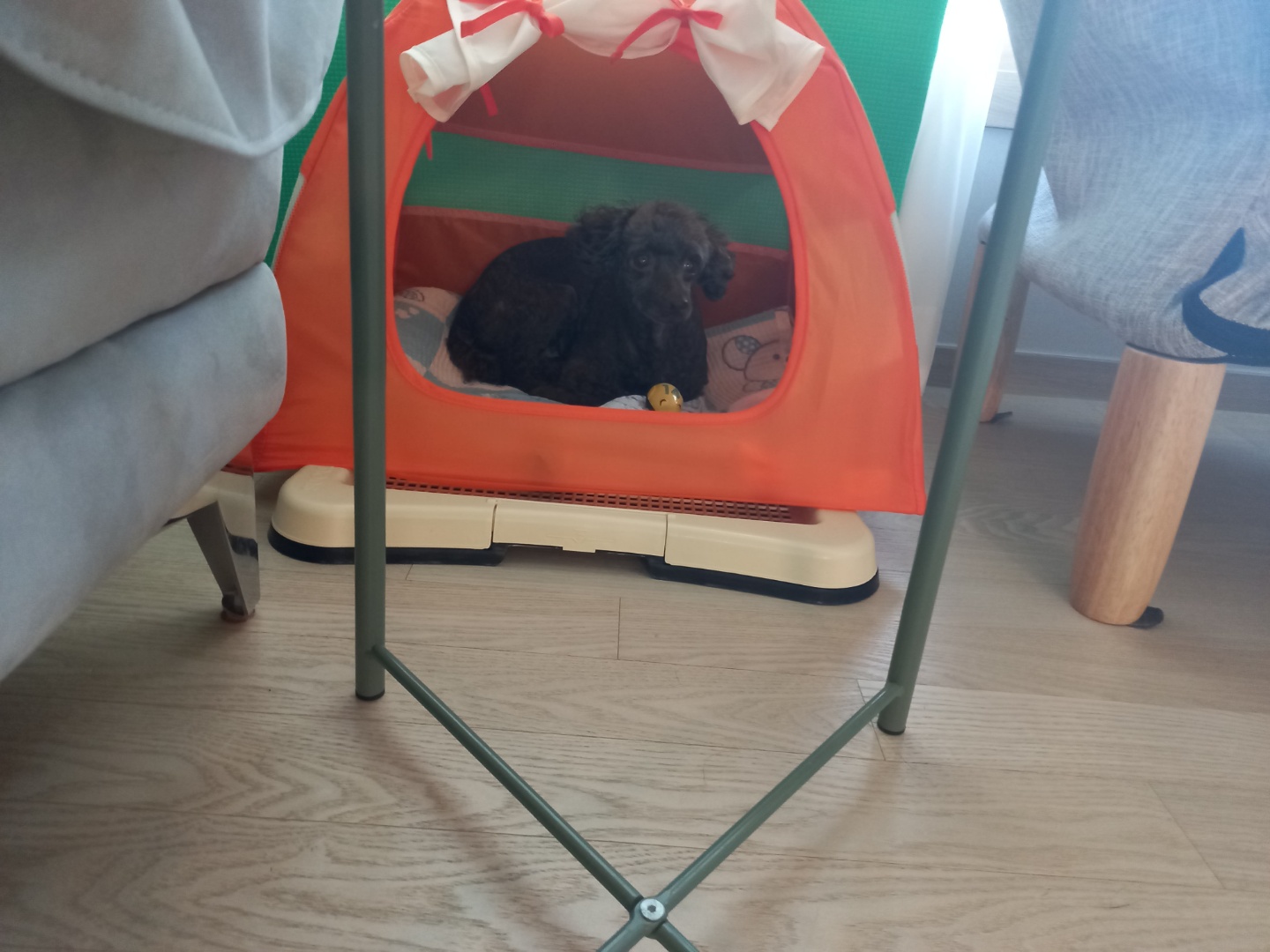 모카 세달후기 (곤지암깜냥이)