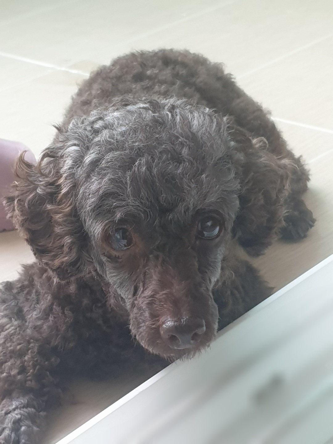 모카 세달후기 (곤지암깜냥이)