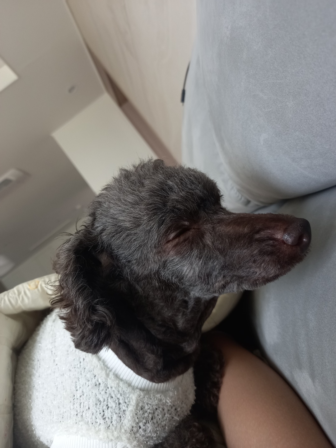 모카 세달후기 (곤지암깜냥이)