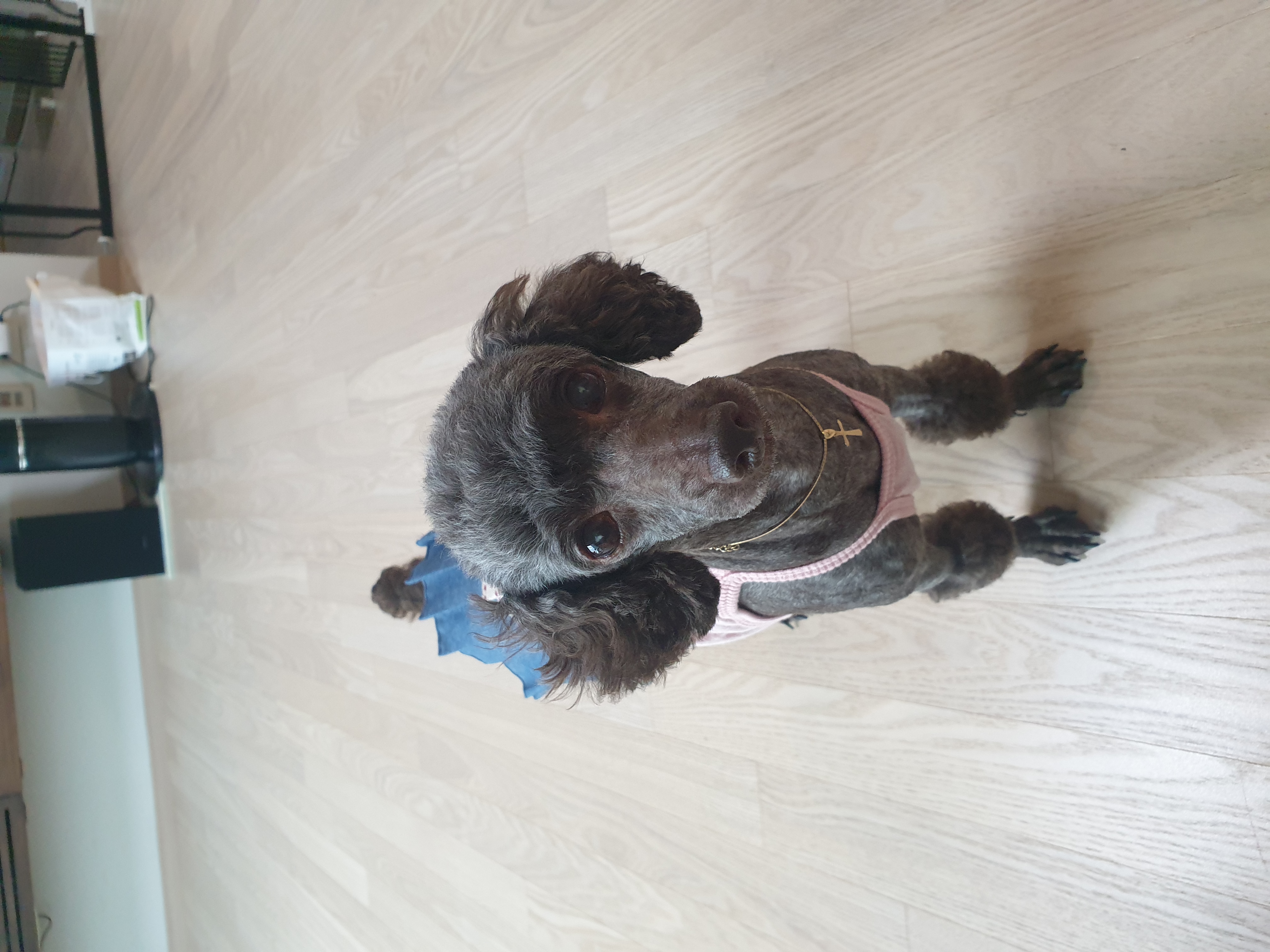 모카 세달후기 (곤지암깜냥이)