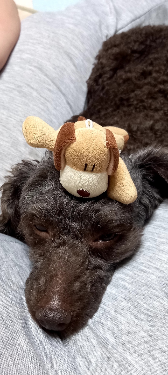 모카 세달후기 (곤지암깜냥이)