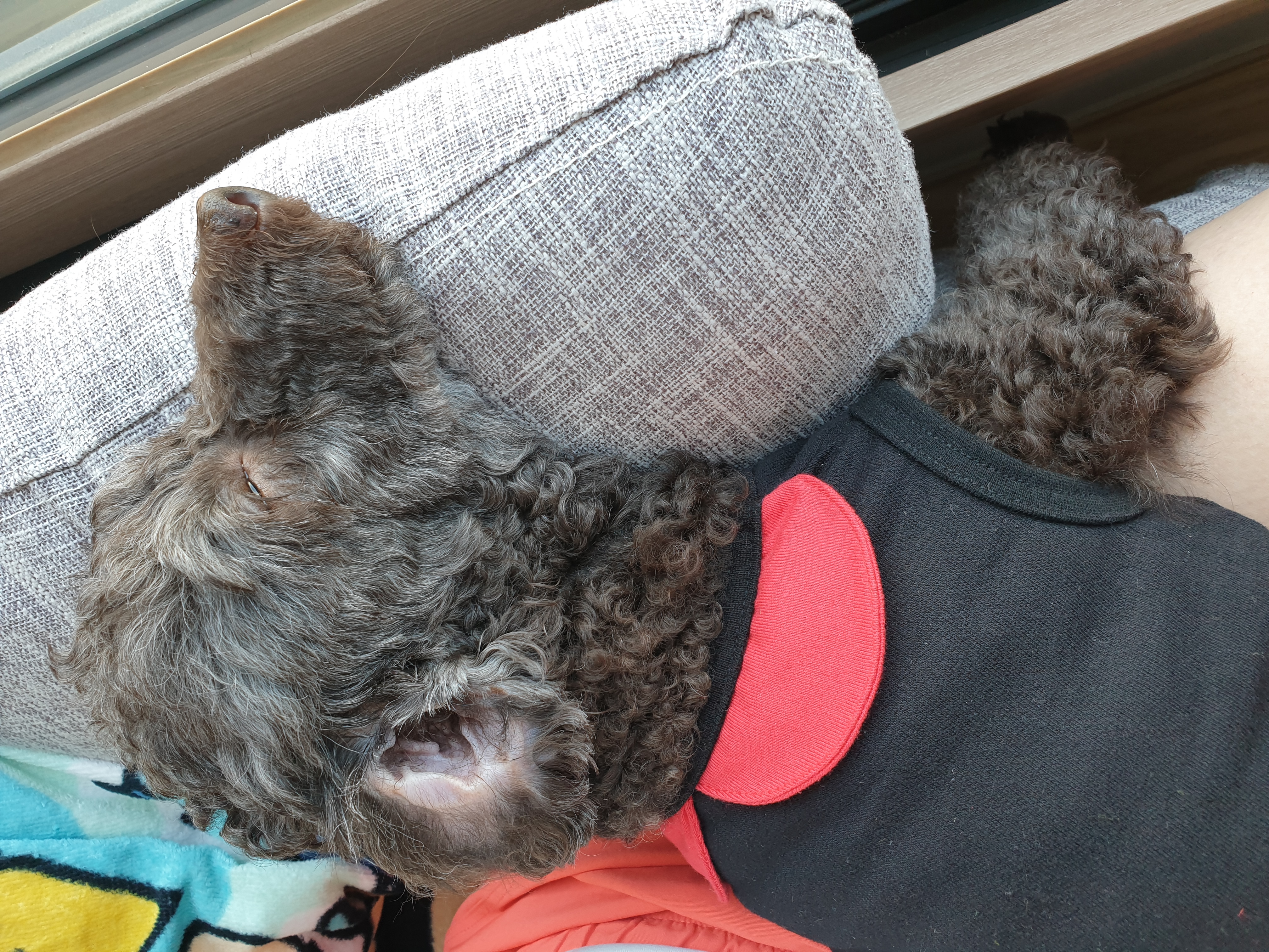 모카 세달후기 (곤지암깜냥이)