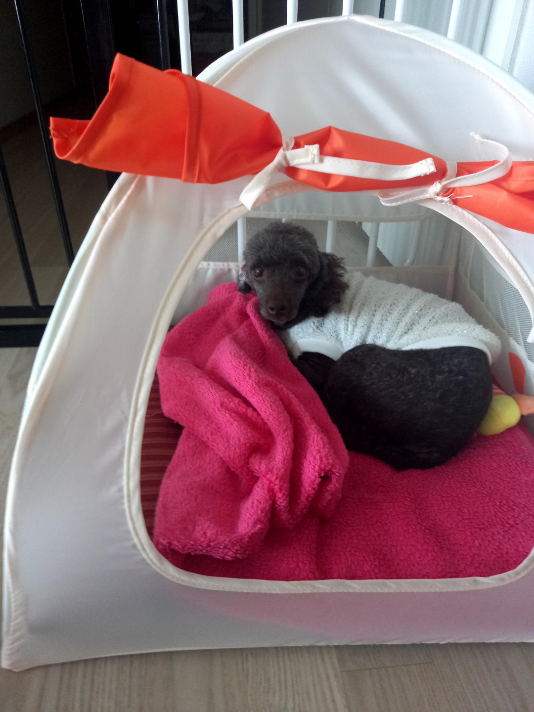 모카 세달후기 (곤지암깜냥이)