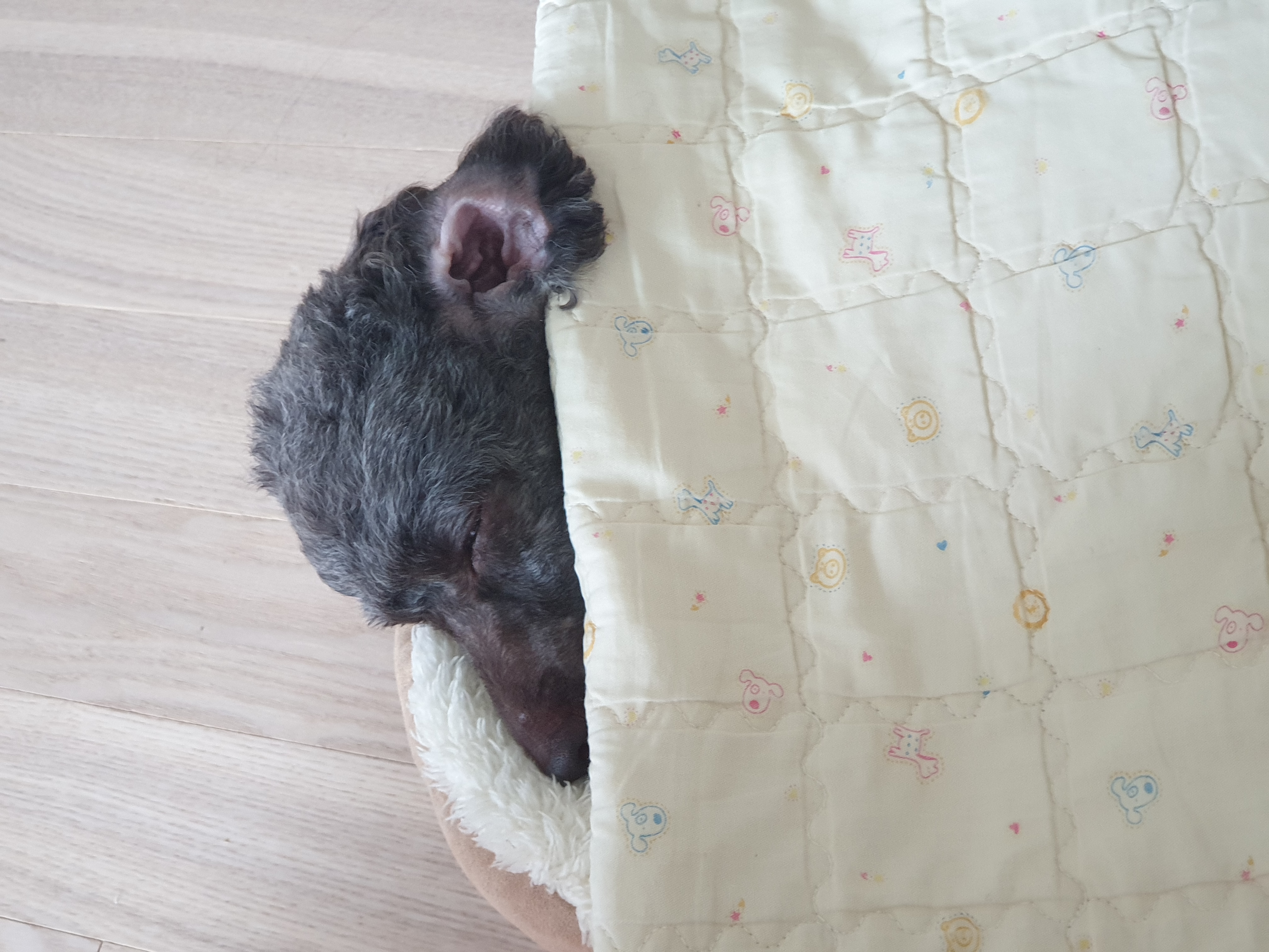 모카 세달후기 (곤지암깜냥이)