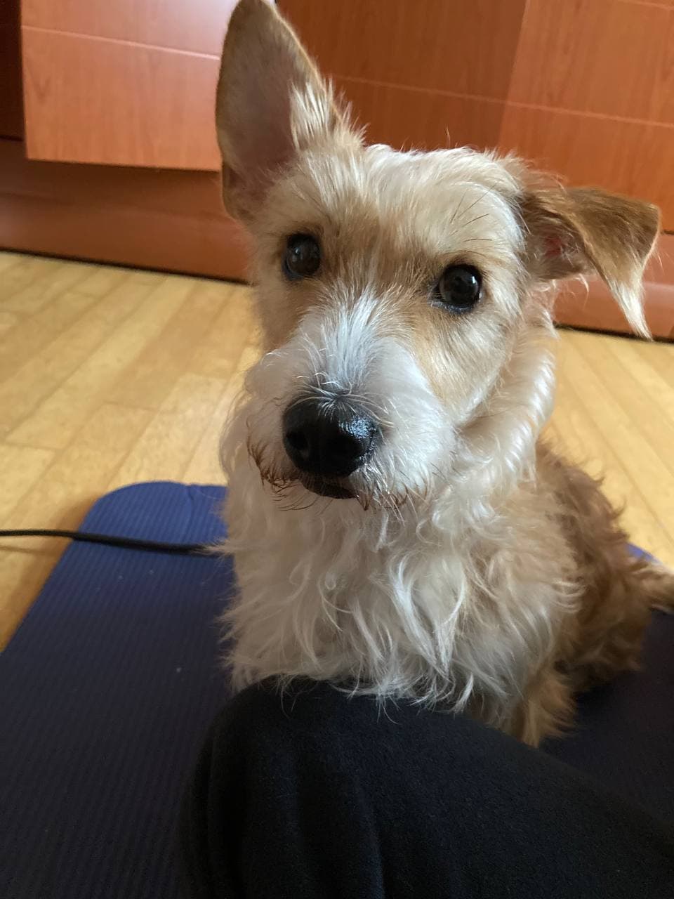 산책이 너무 신나는 동네대장 엘리사 입양 한달 후기 입니다. 