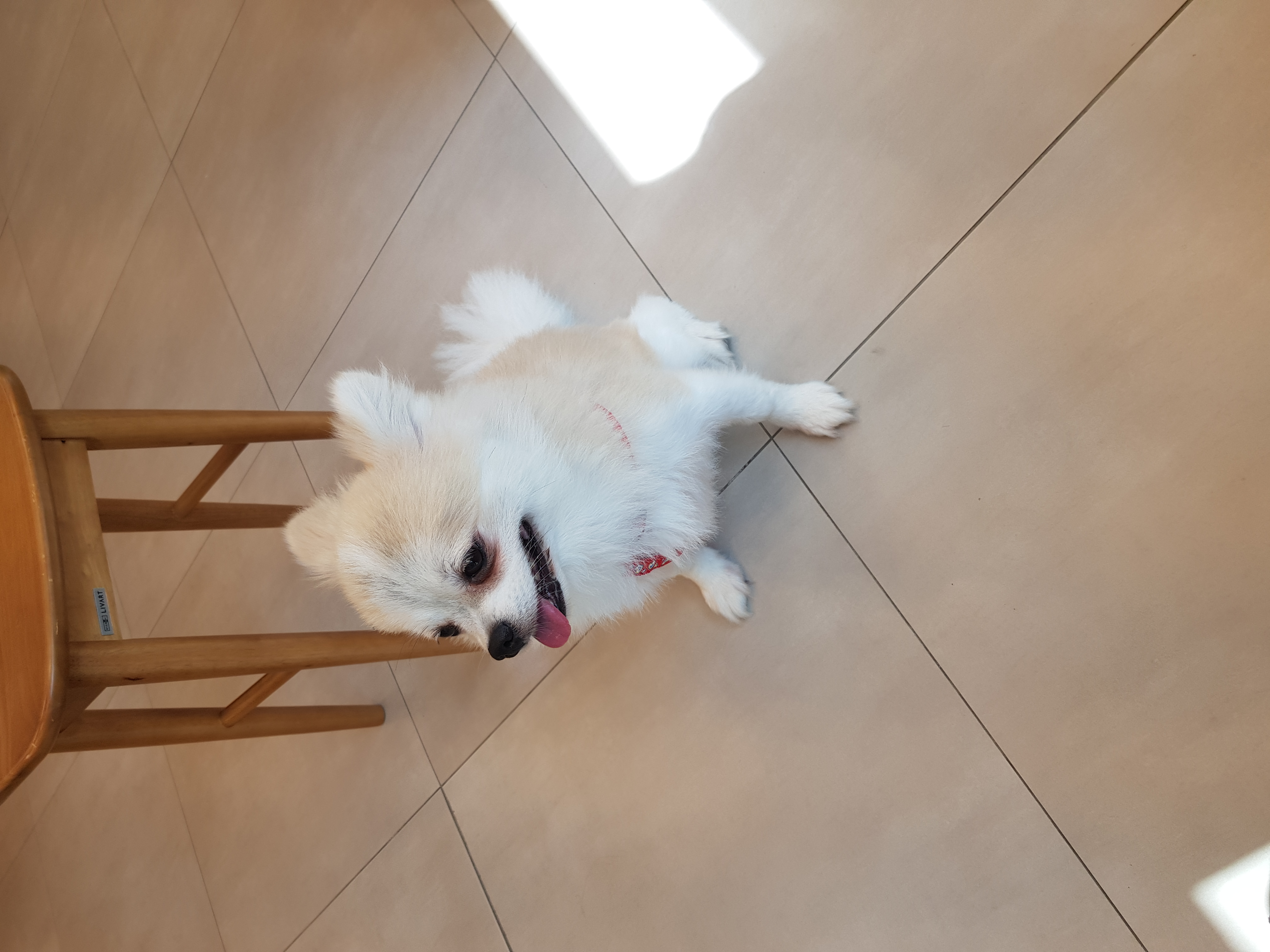 곤지암금송이(레오) 3개월차일기