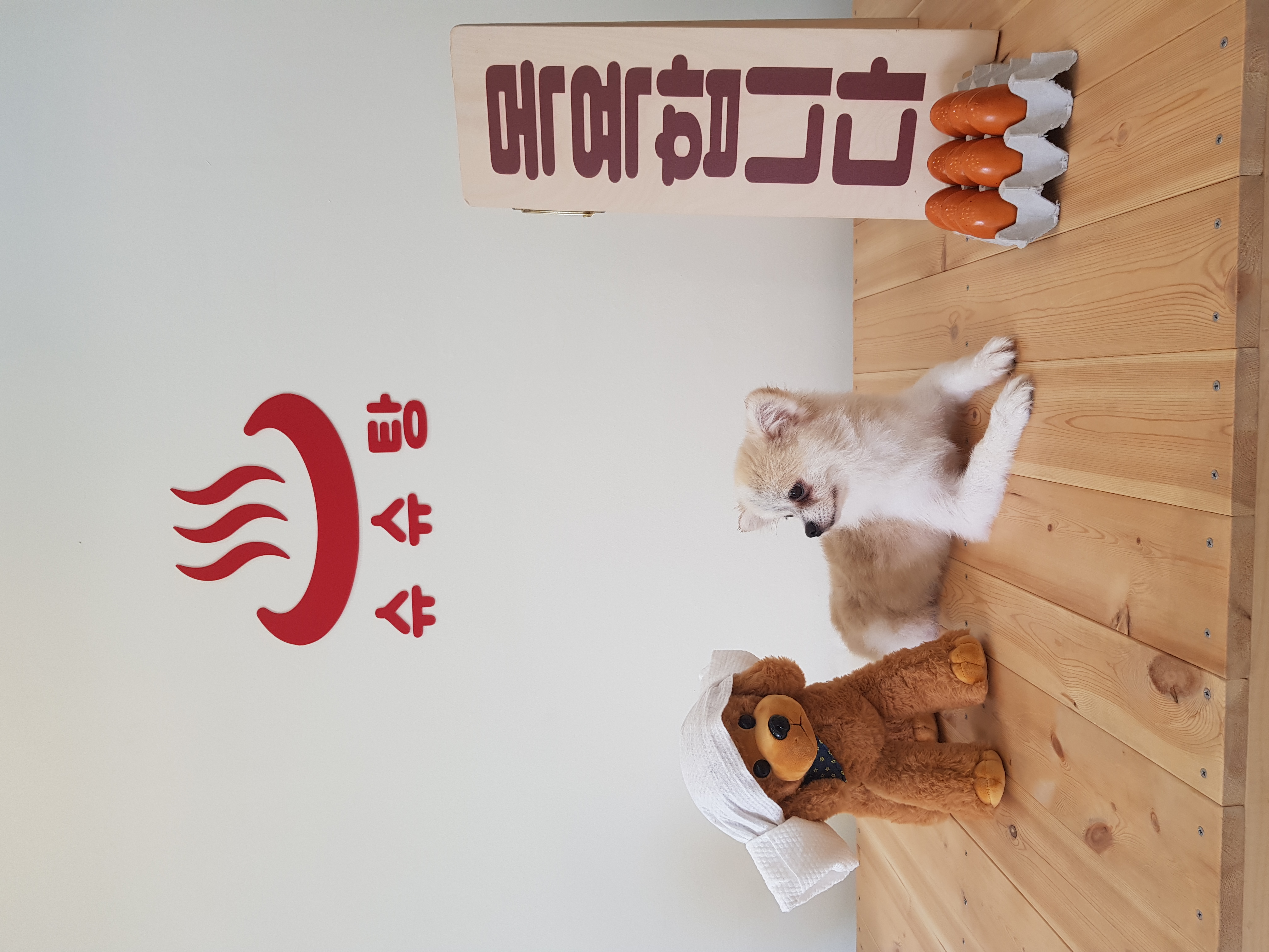 곤지암금송이(레오) 3개월차일기