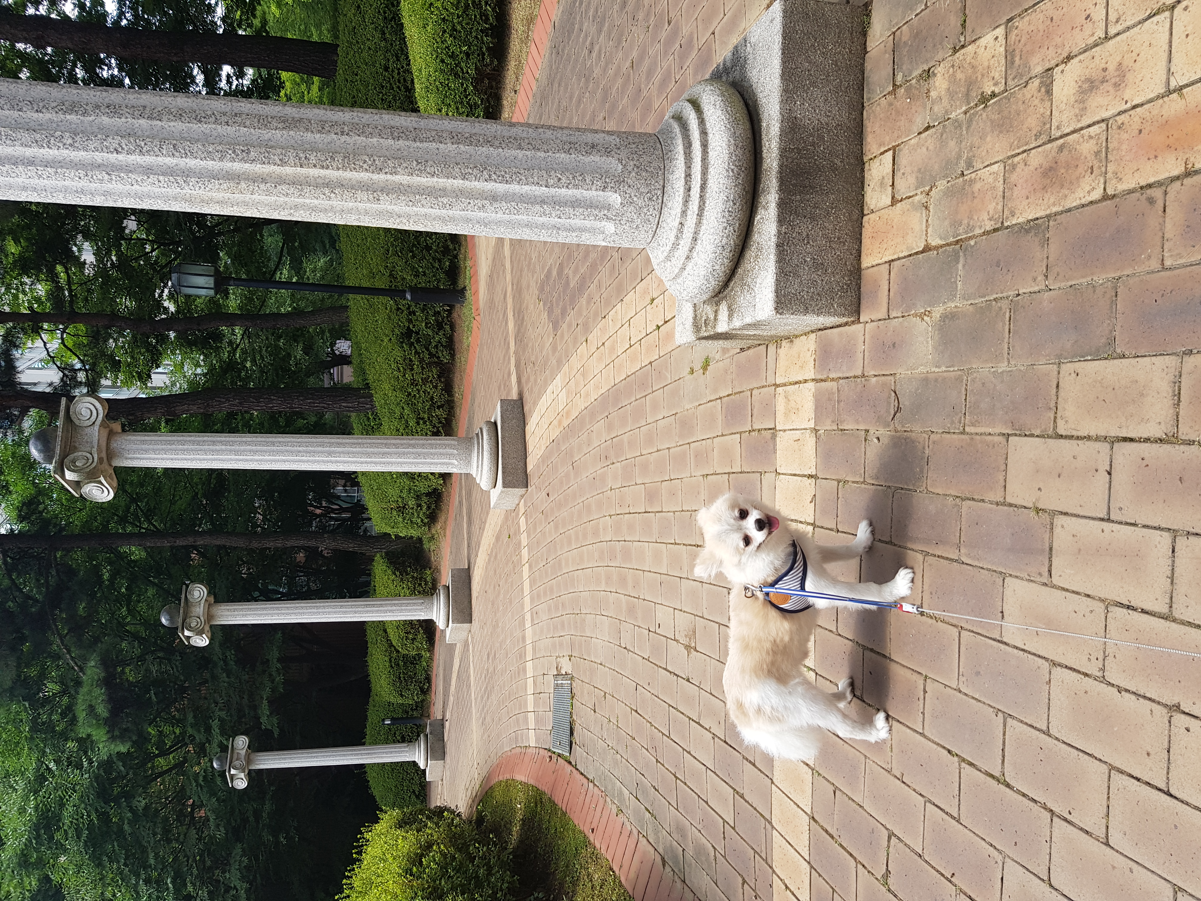 곤지암금송이(레오) 3개월차일기