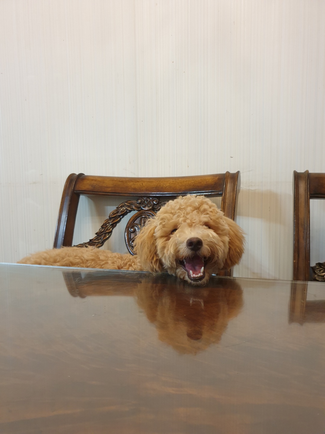 랑이(곤지암 해사) 6개월차