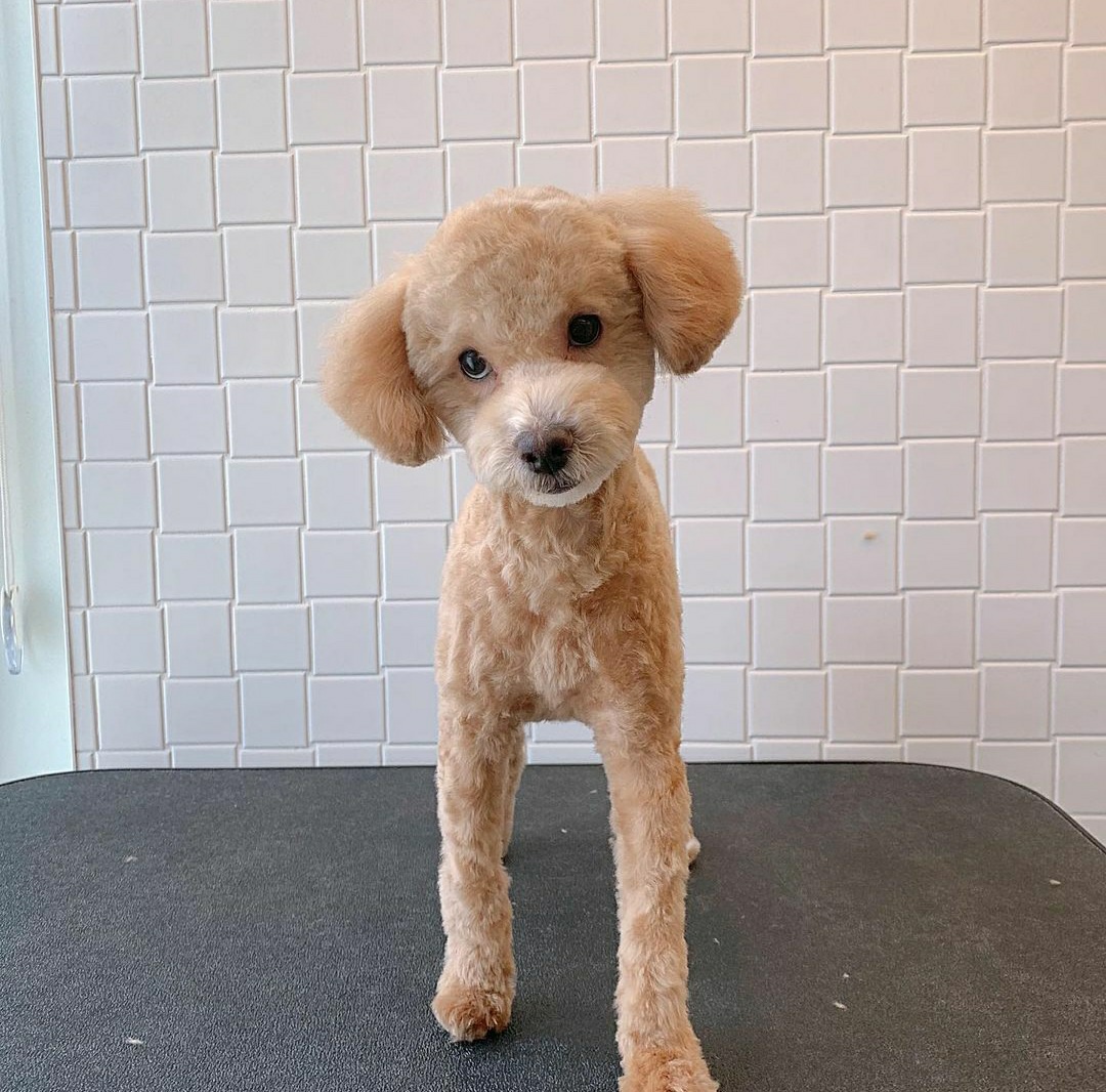 랑이(곤지암 해사) 6개월차