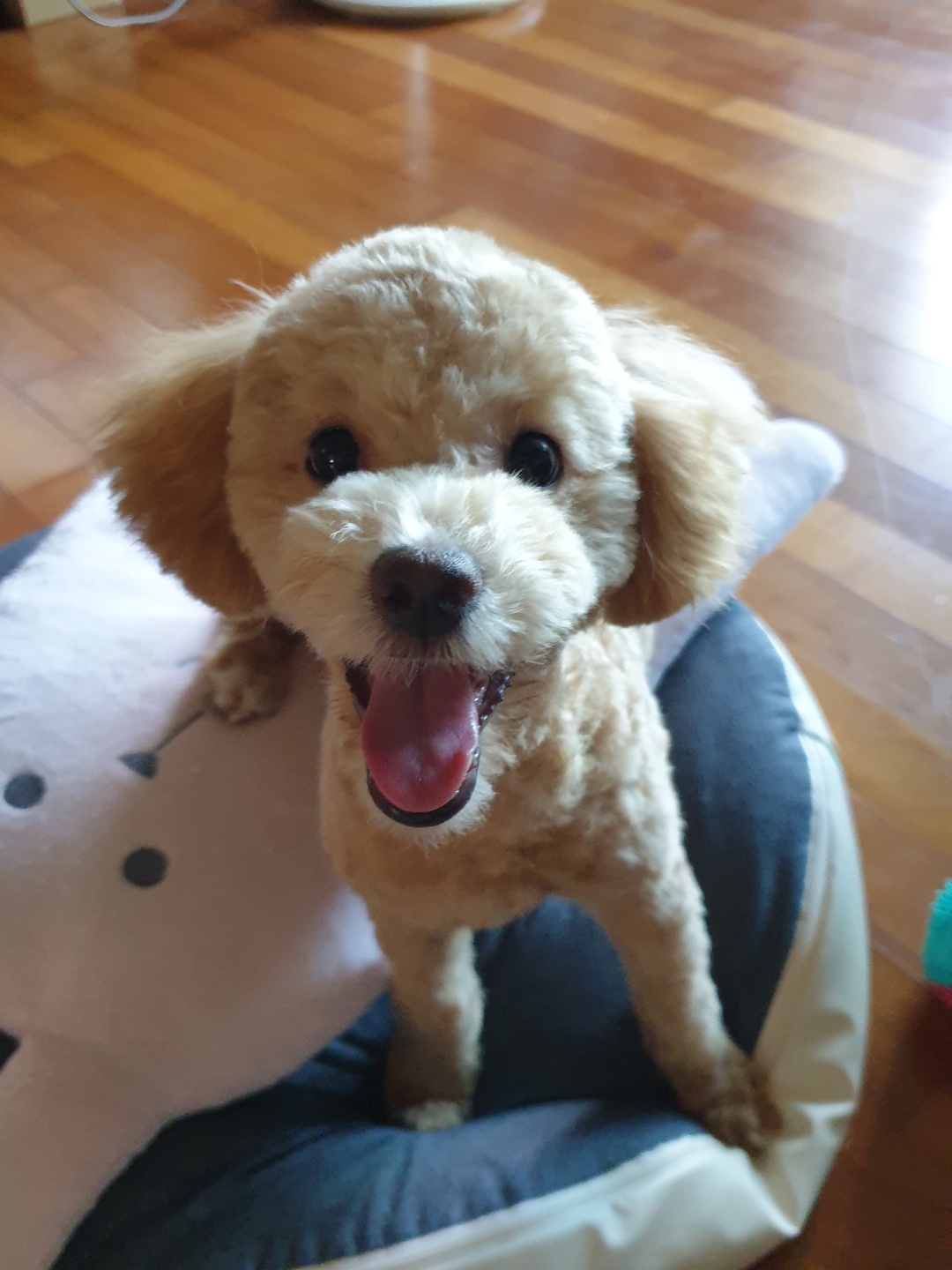 랑이(곤지암 해사) 6개월차