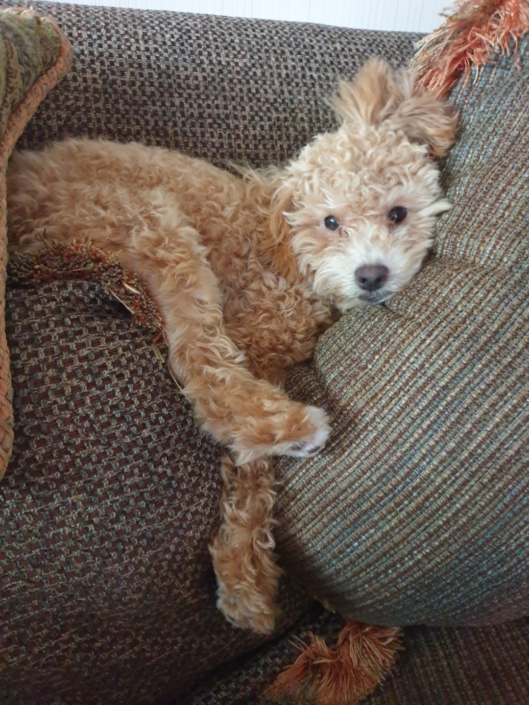 랑이(곤지암 해사) 6개월차