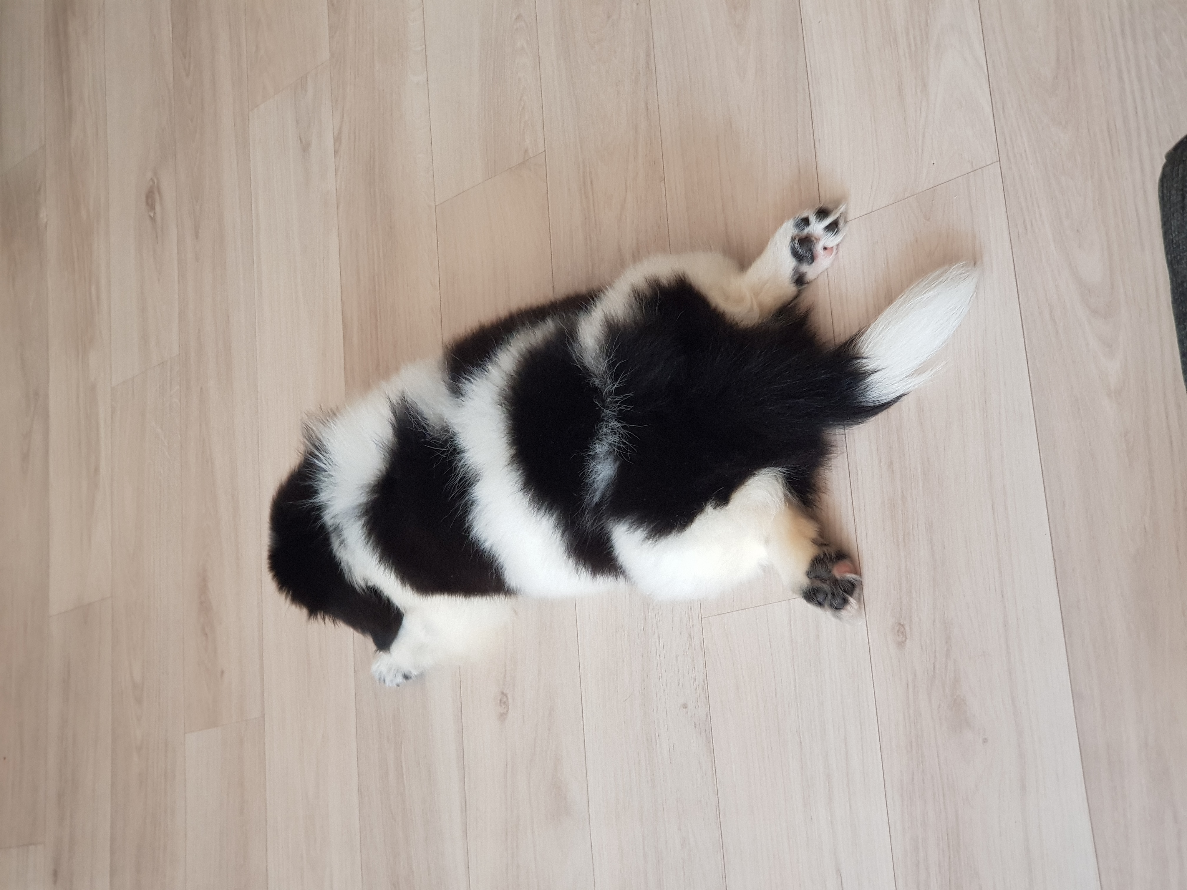 똥꼬발랄 자이의 가족된지 7일째