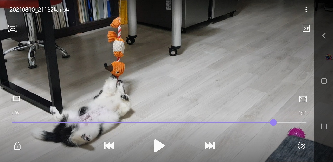 똥꼬발랄 자이의 가족된지 7일째