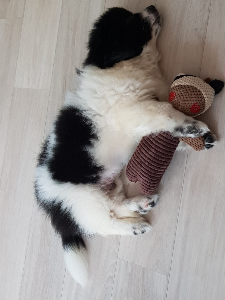 똥꼬발랄 자이의 가족된지 7일째