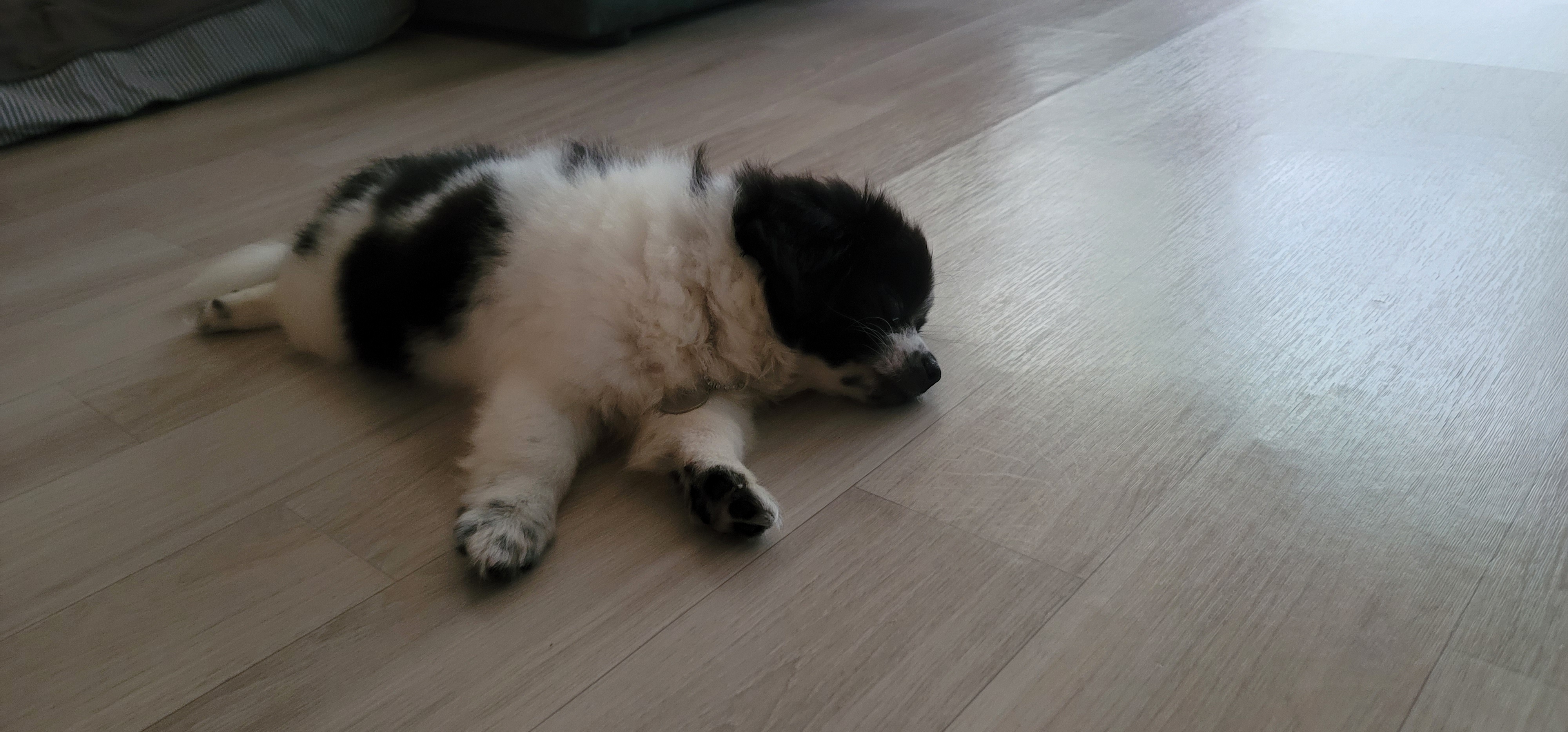 똥꼬발랄 자이의 가족된지 7일째