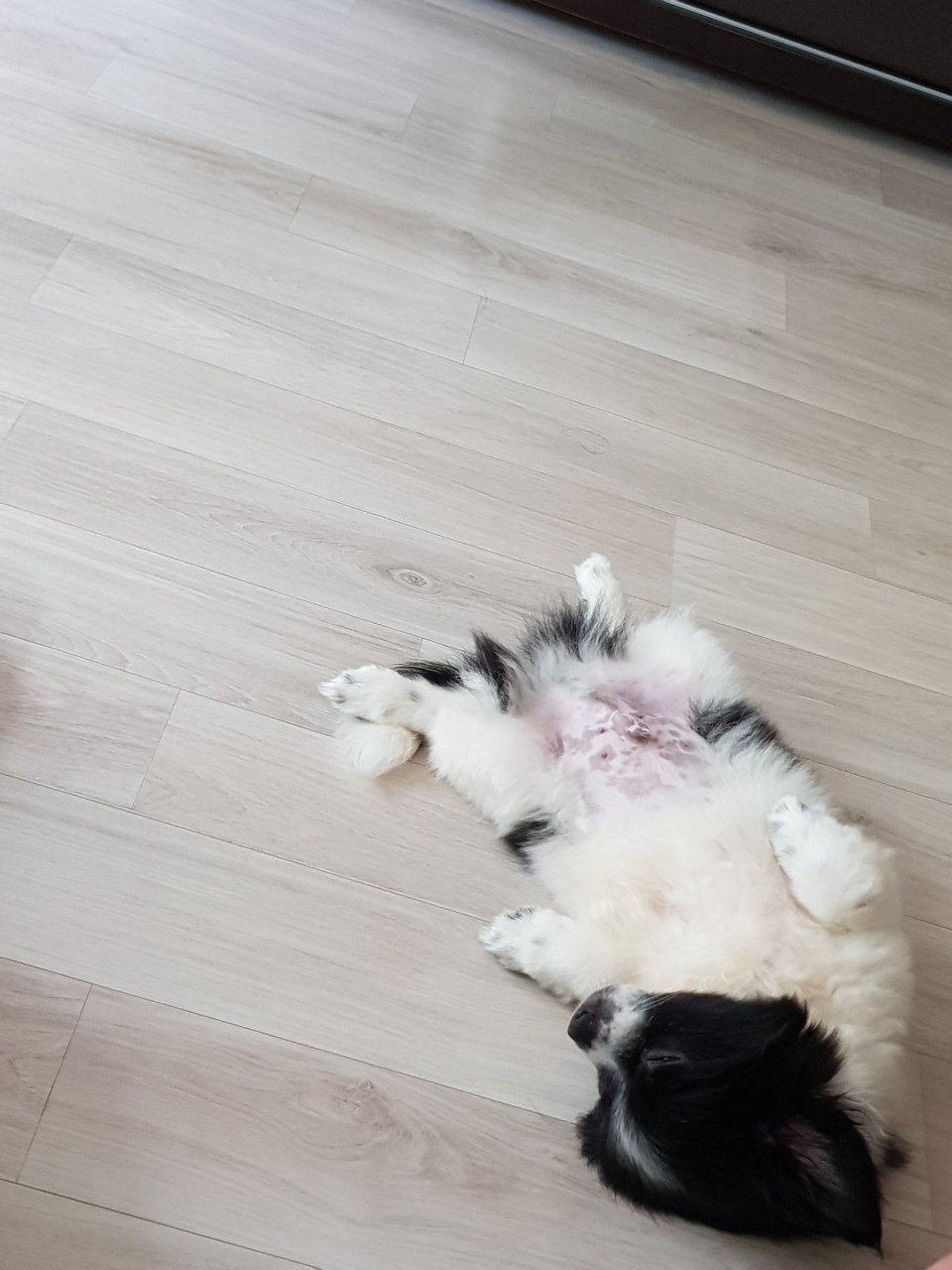 똥꼬발랄 자이의 가족된지 7일째