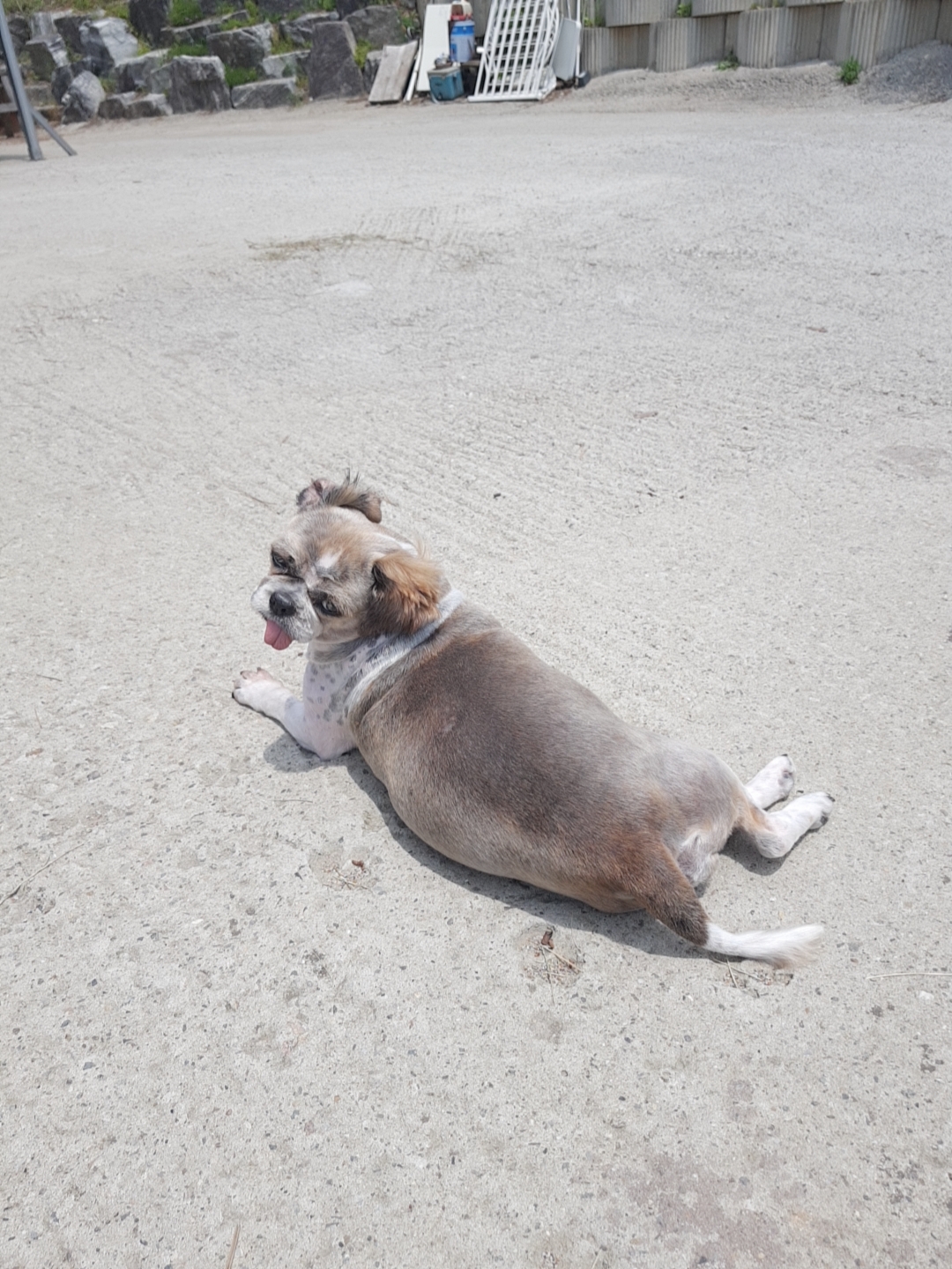 곤지암 시츄 원이 3개월 후기♡
