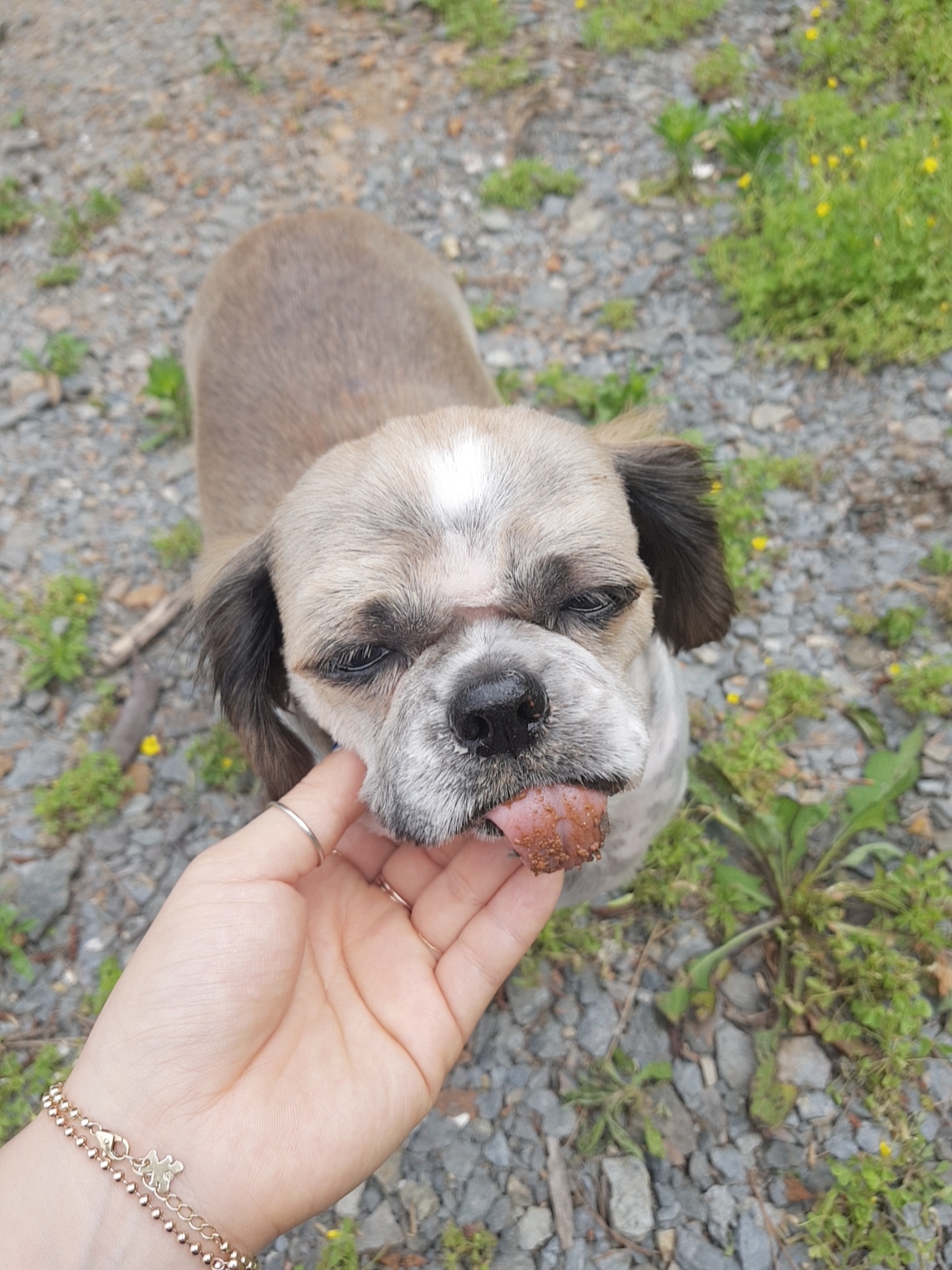 곤지암 시츄 원이 3개월 후기♡