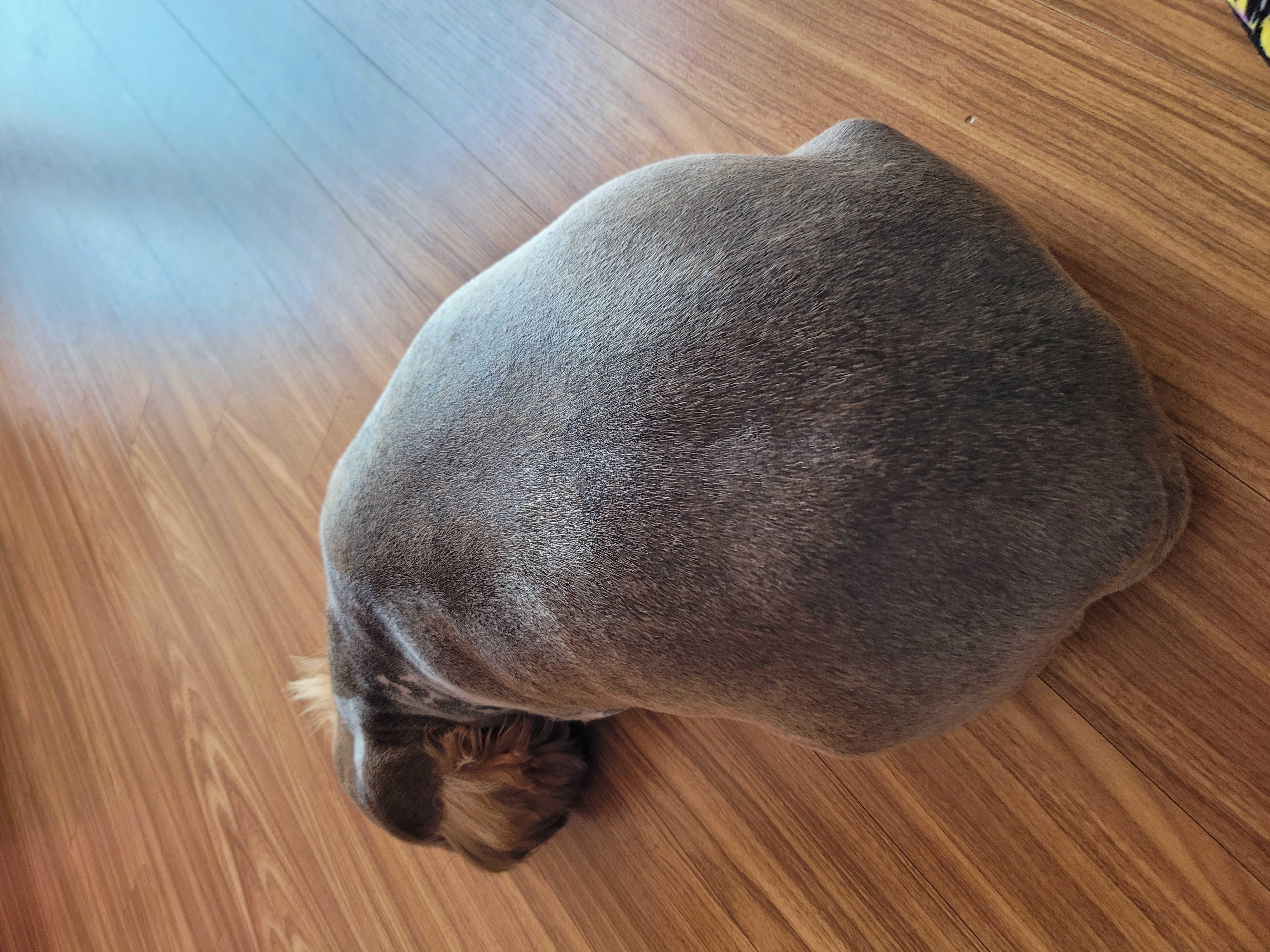 곤지암 시츄 원이 3개월 후기♡