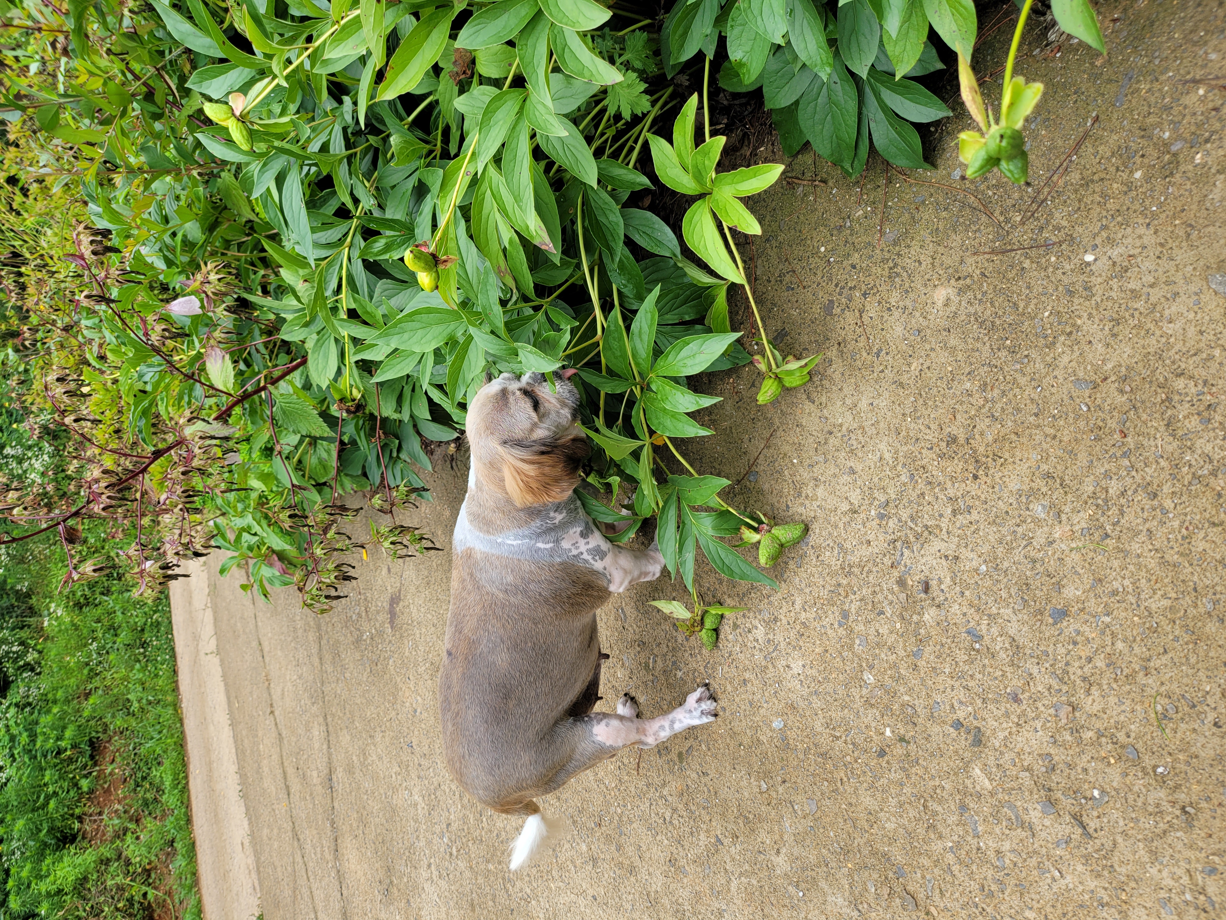 곤지암 시츄 원이 3개월 후기♡