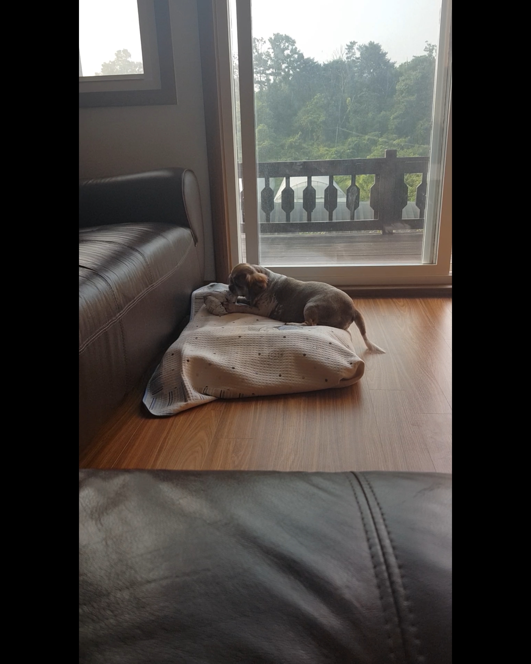 곤지암 시츄 원이 3개월 후기♡