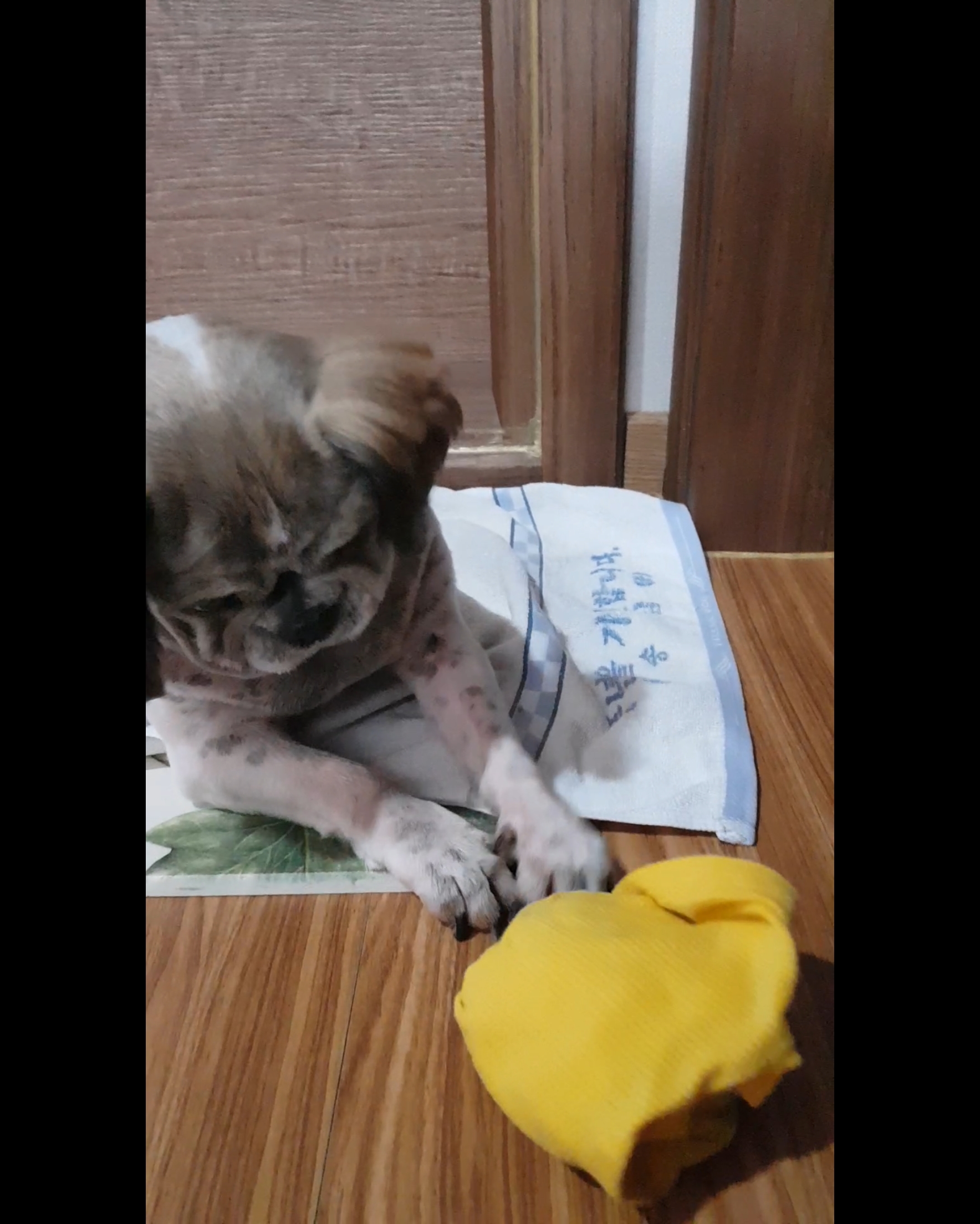 곤지암 시츄 원이 3개월 후기♡