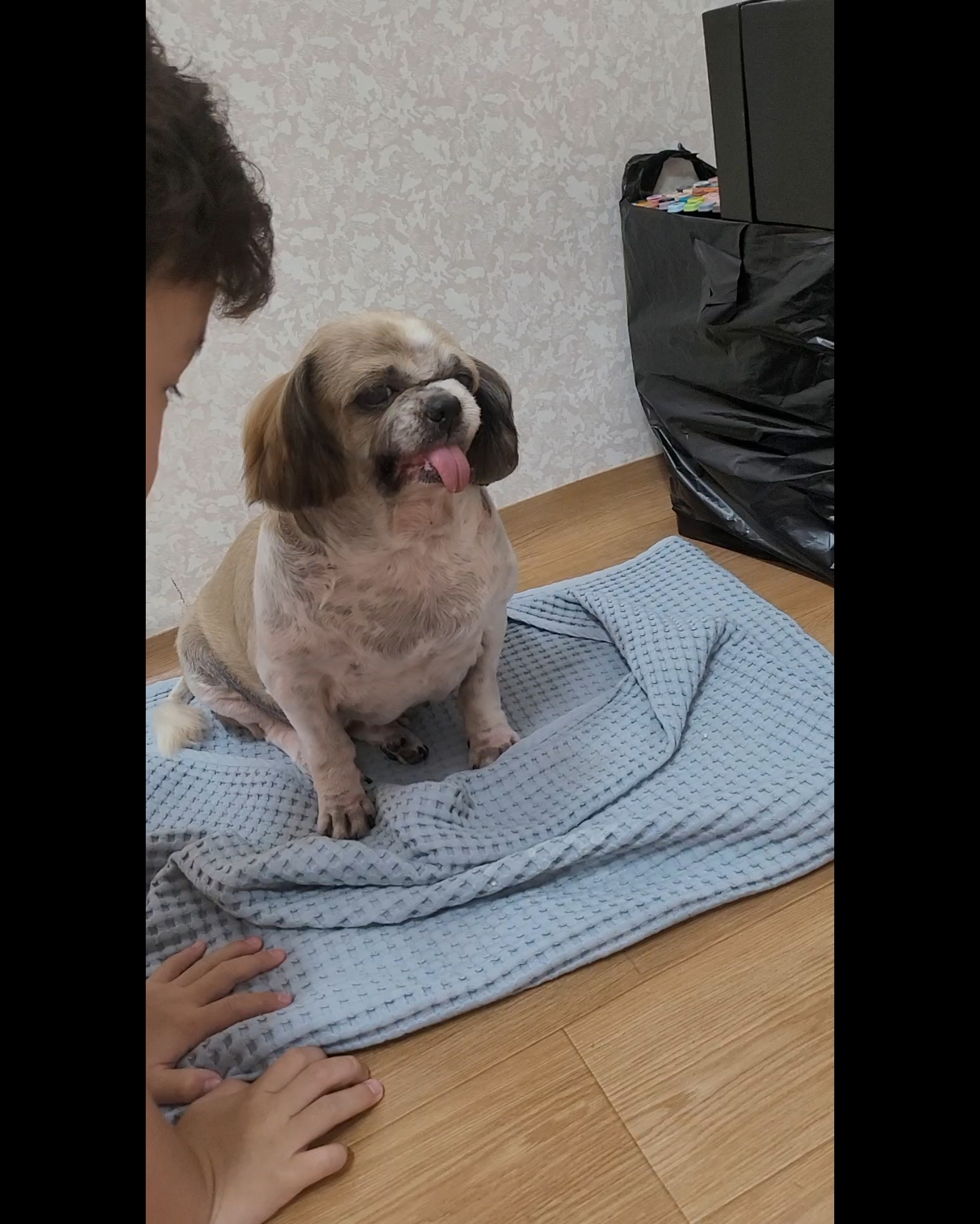 곤지암 시츄 원이 3개월 후기♡