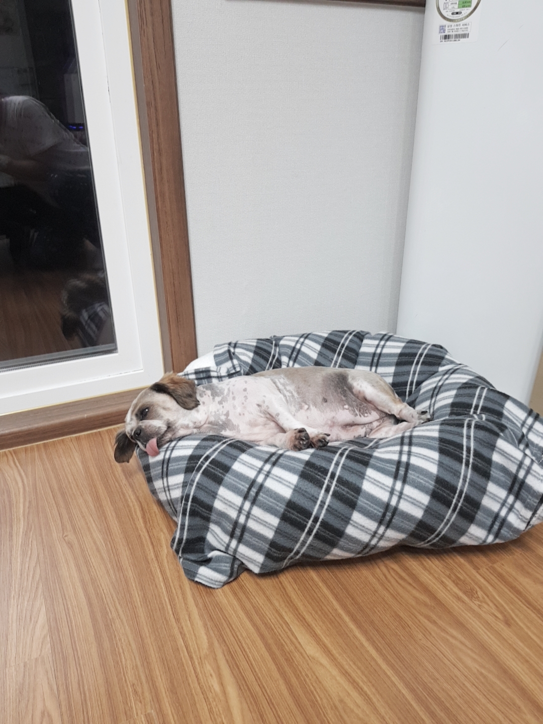 곤지암 시츄 원이 3개월 후기♡