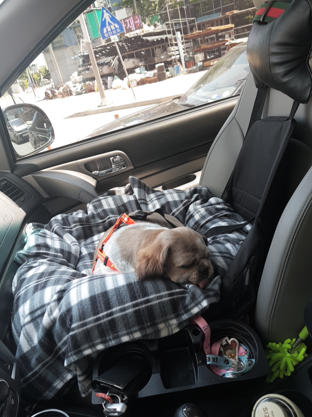 곤지암 시츄 원이 3개월 후기♡