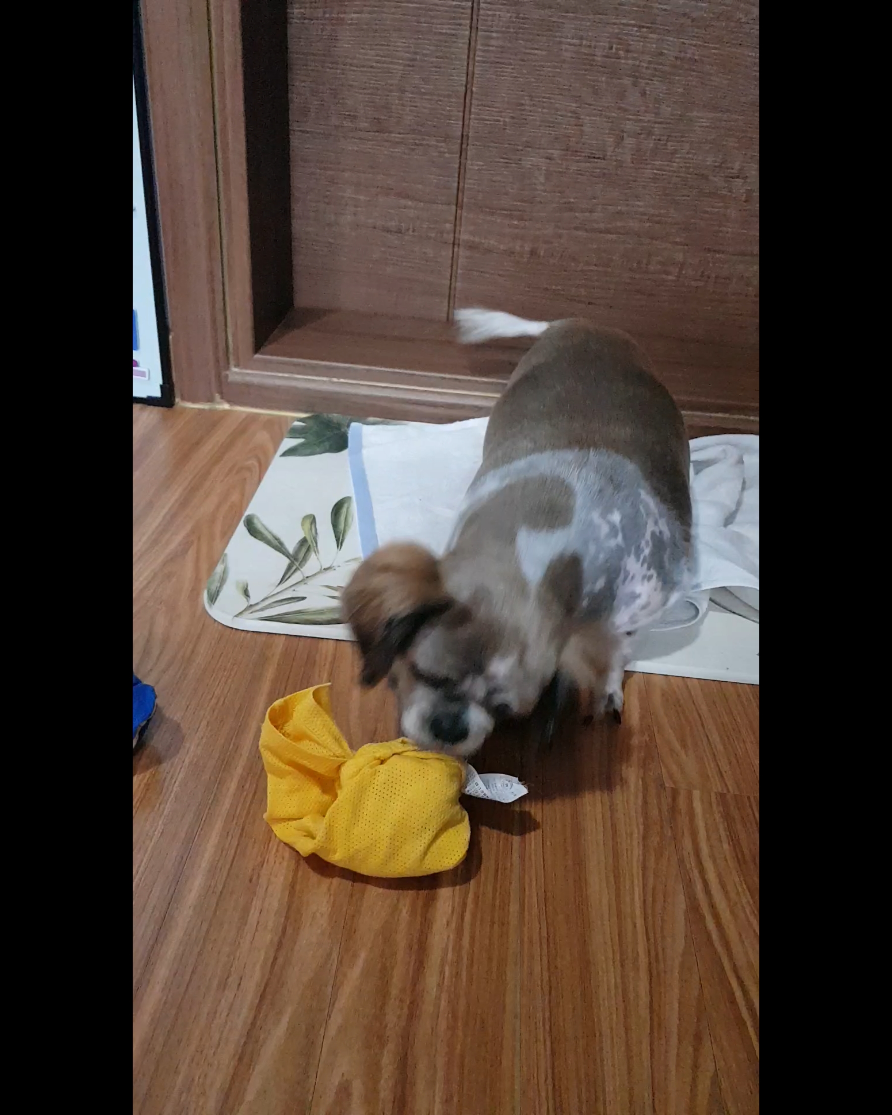 곤지암 시츄 원이 3개월 후기♡