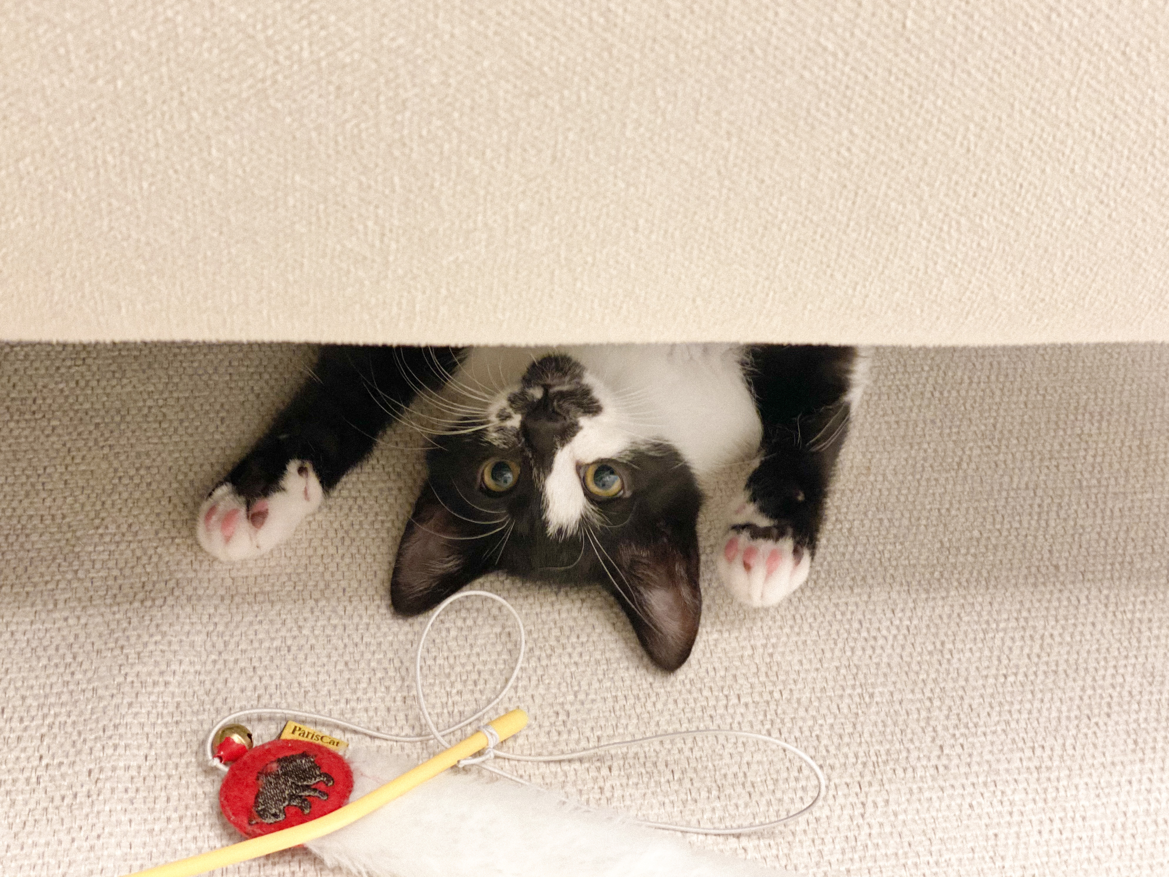 레오(라운이) 1개월 근황입니다 :)