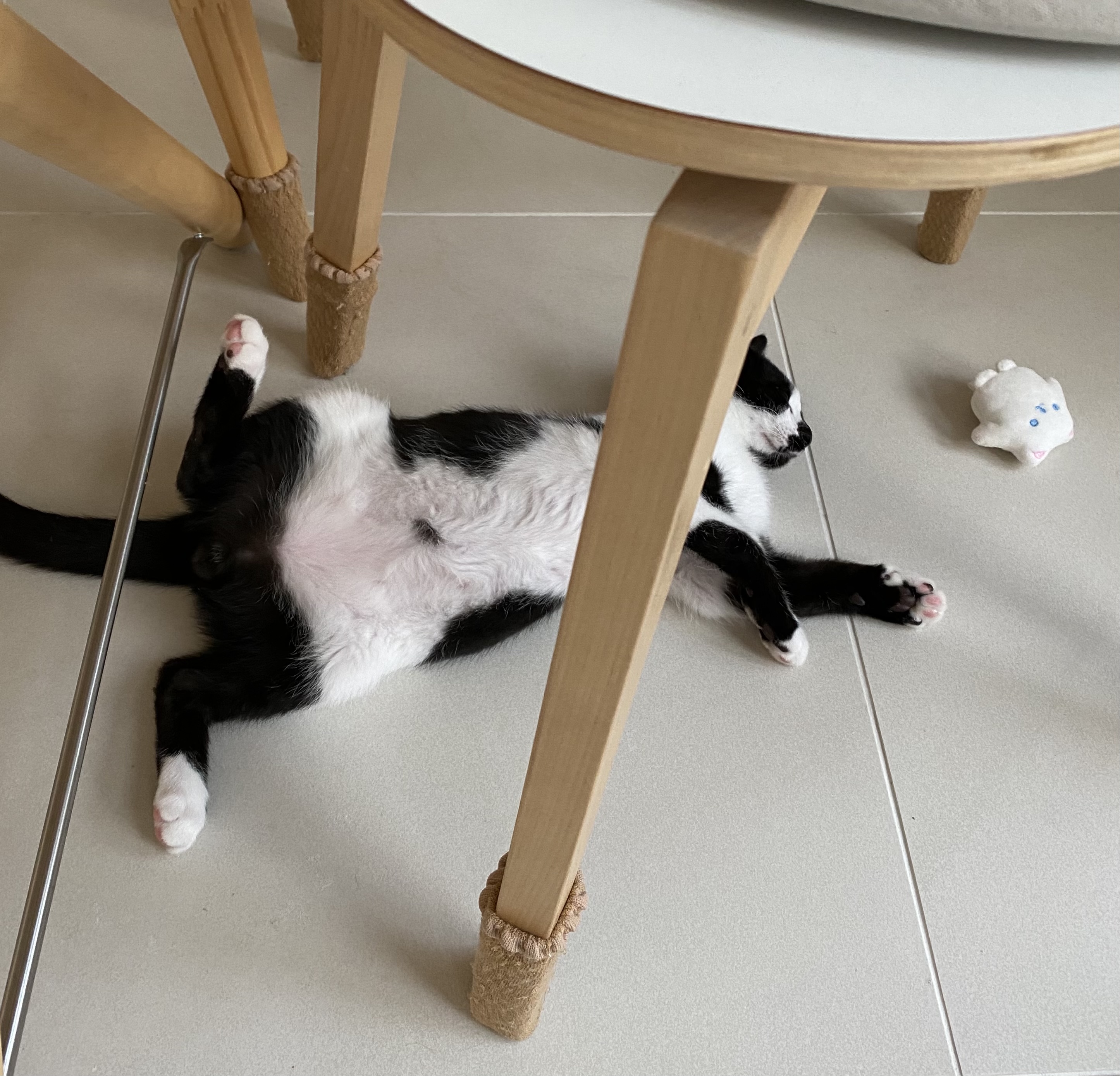 레오(라운이) 1개월 근황입니다 :)