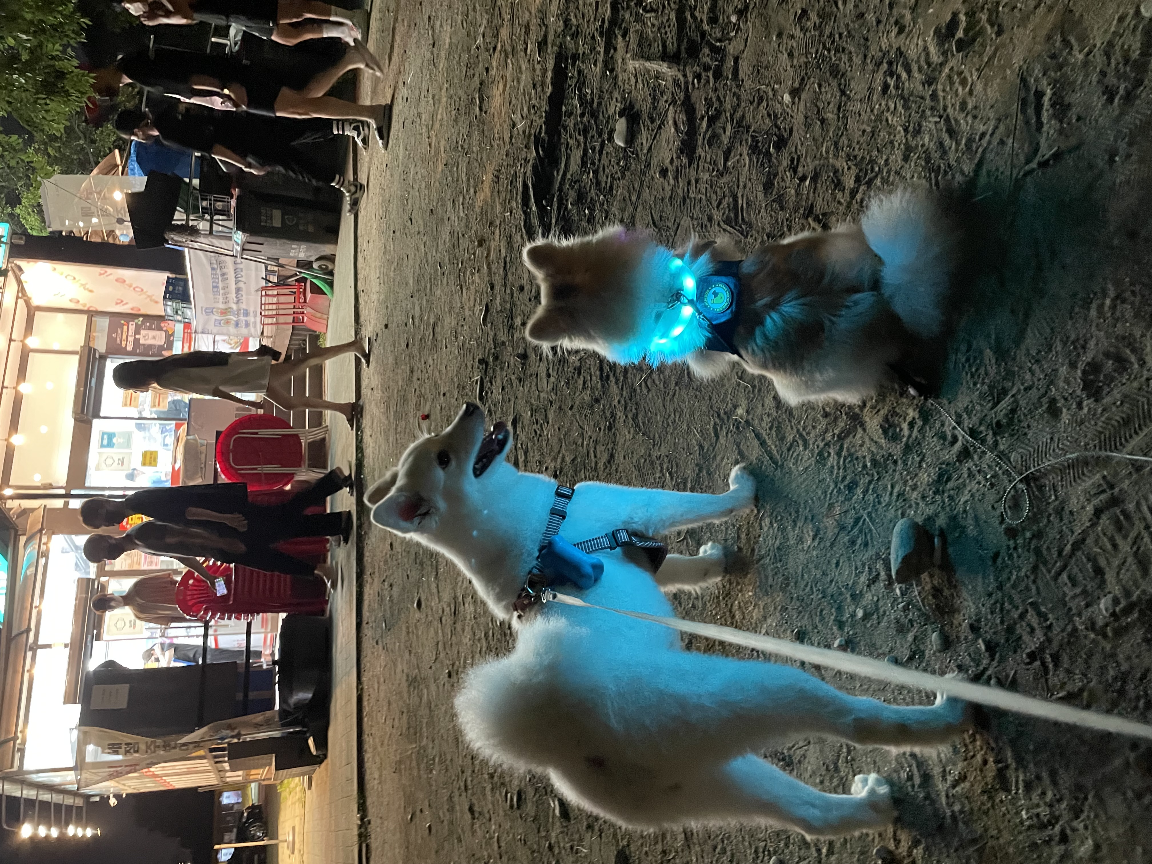 곤지암구조견(마이) 제리 근황