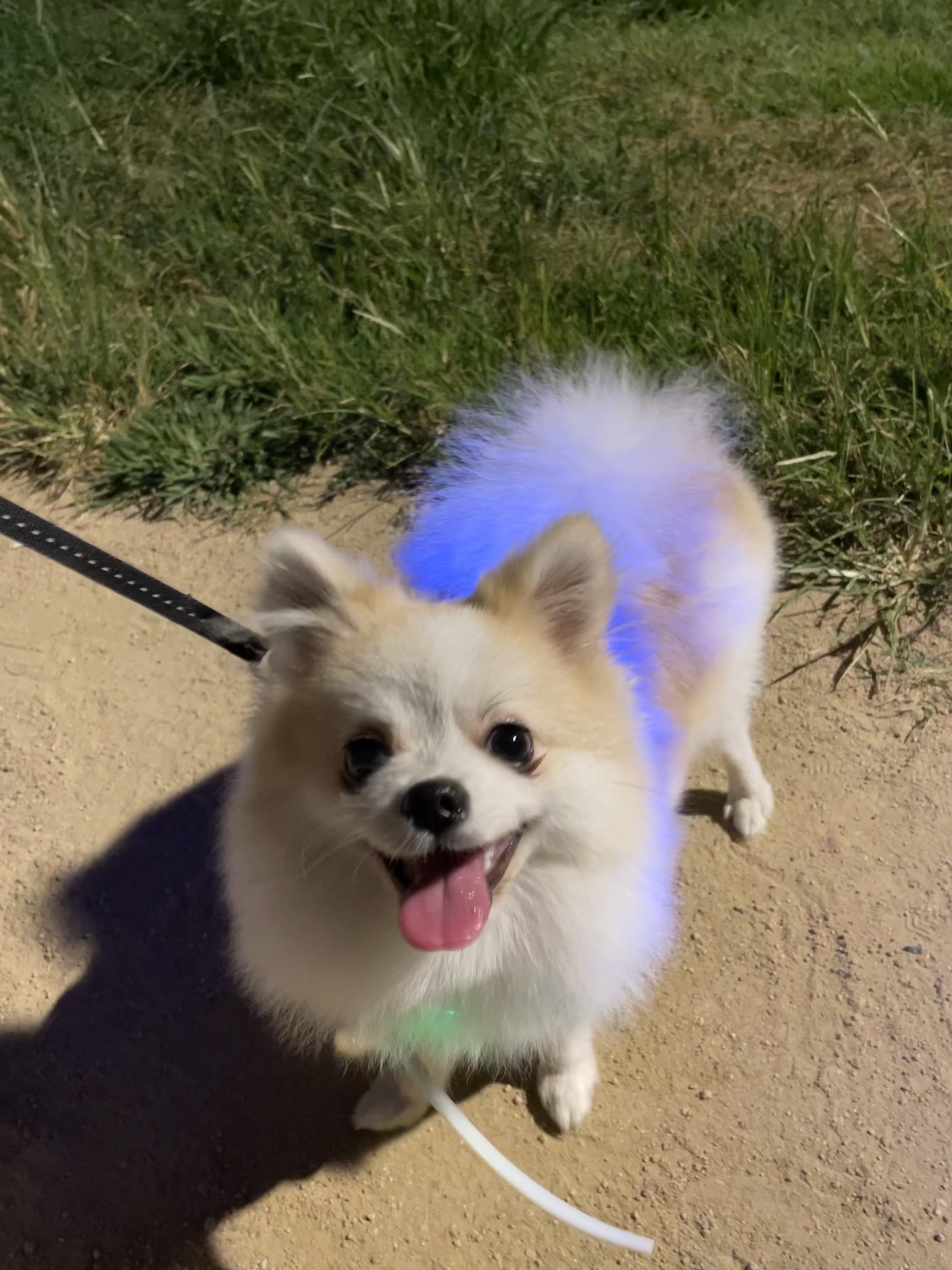 곤지암구조견(마이) 제리 근황