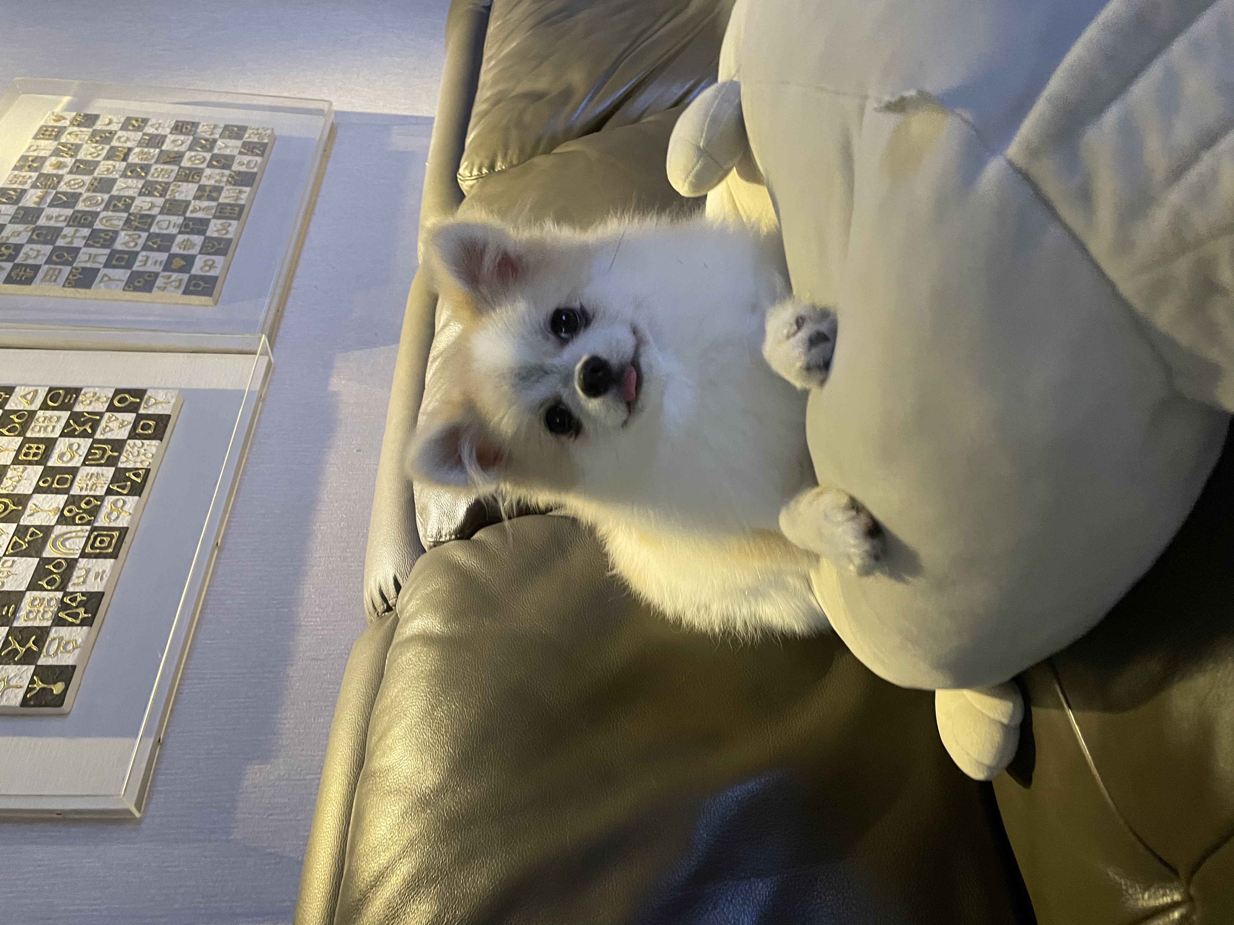 곤지암구조견(마이) 제리 근황