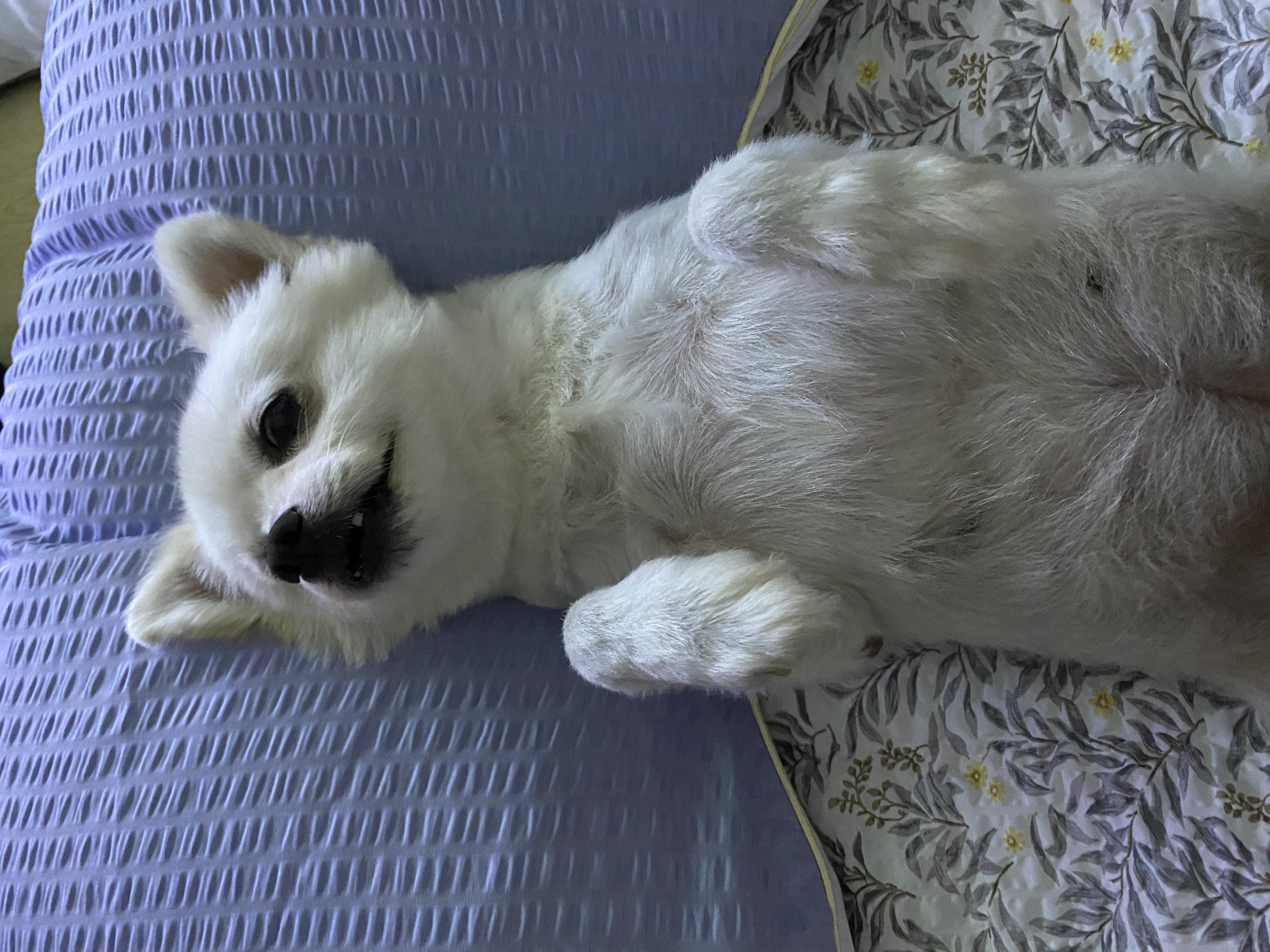 김가루♥3개월 입양일기(곤지암오잉)