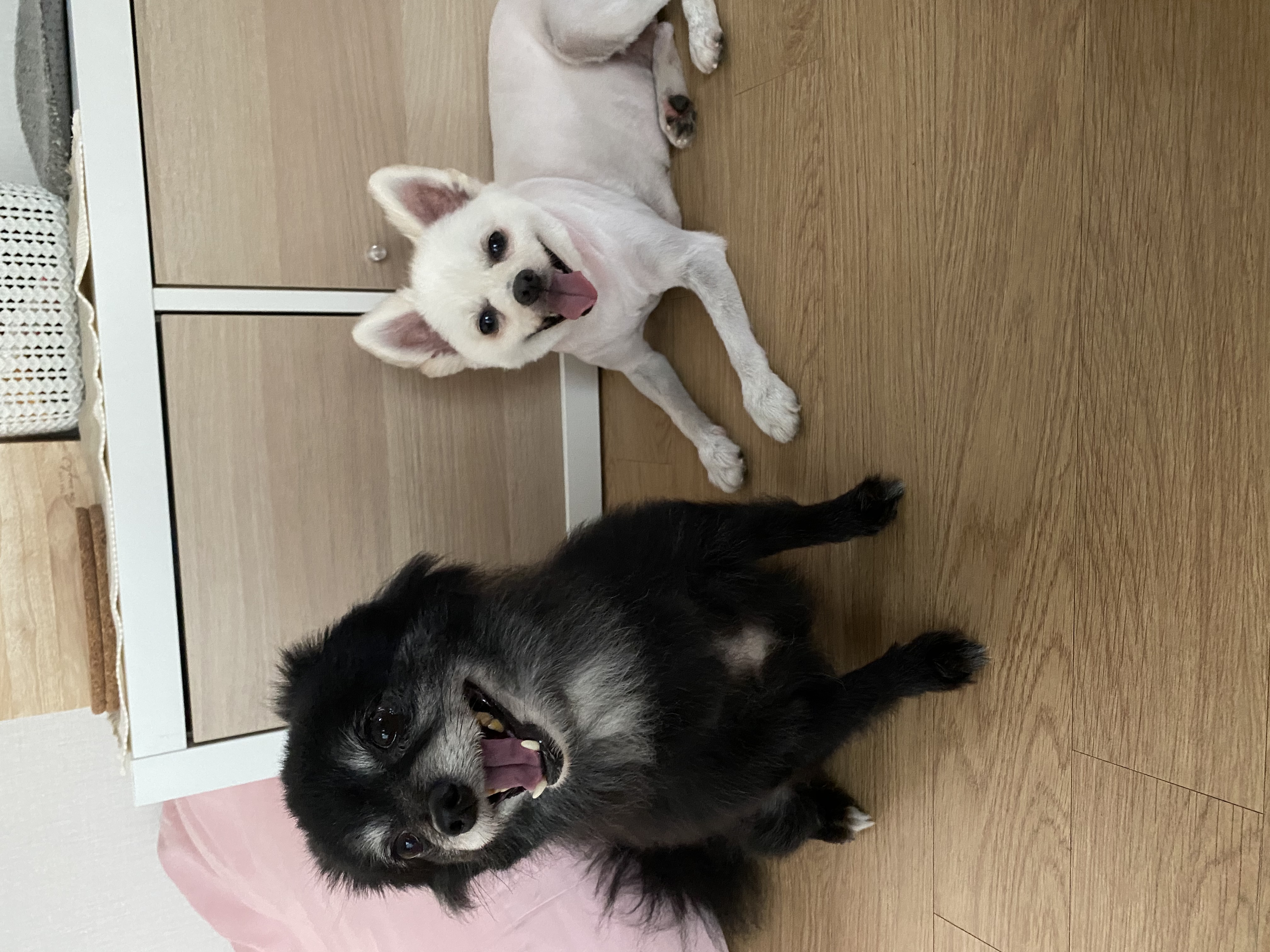 김가루♥3개월 입양일기(곤지암오잉)