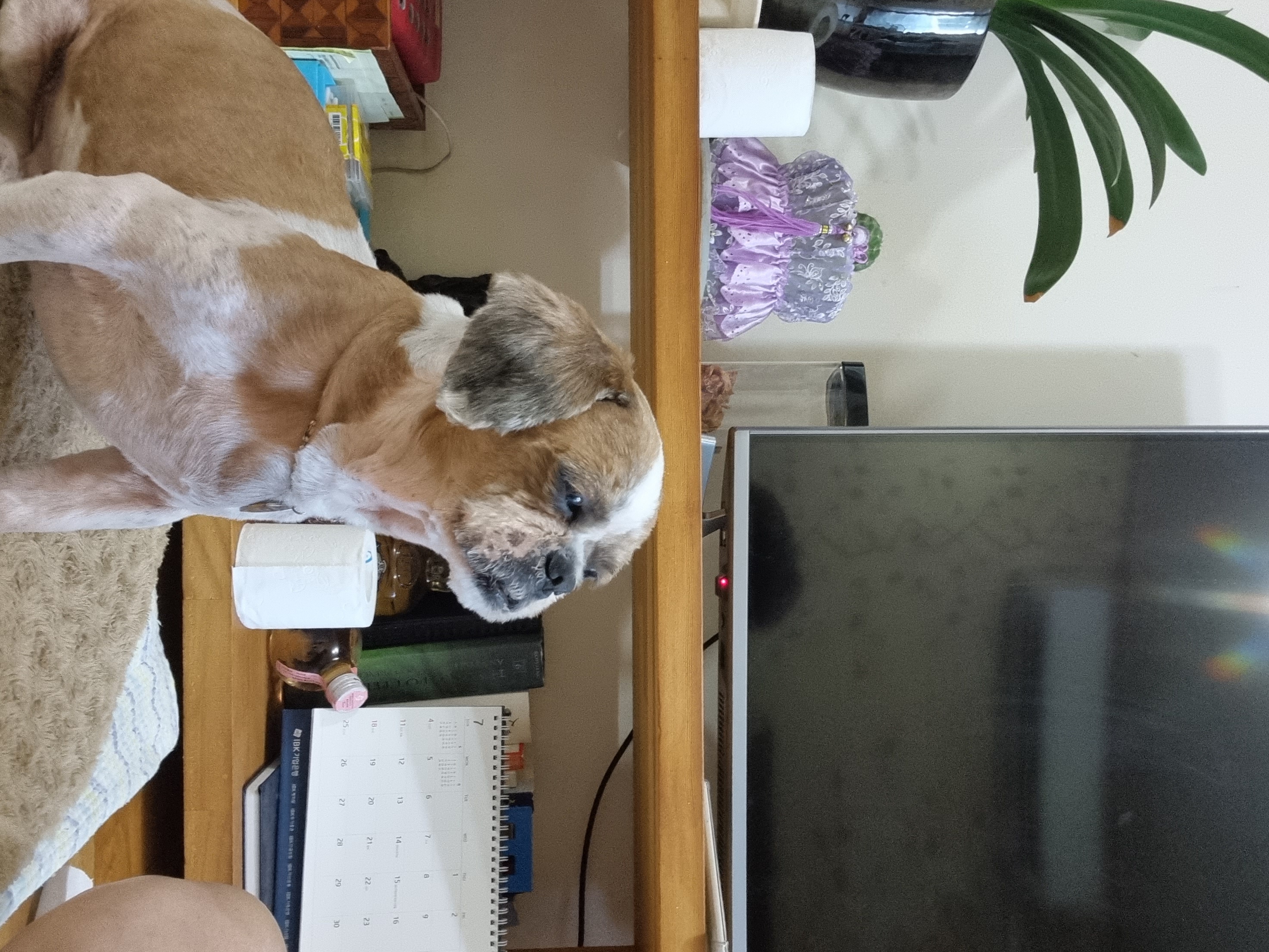 포동이의 첫 절도