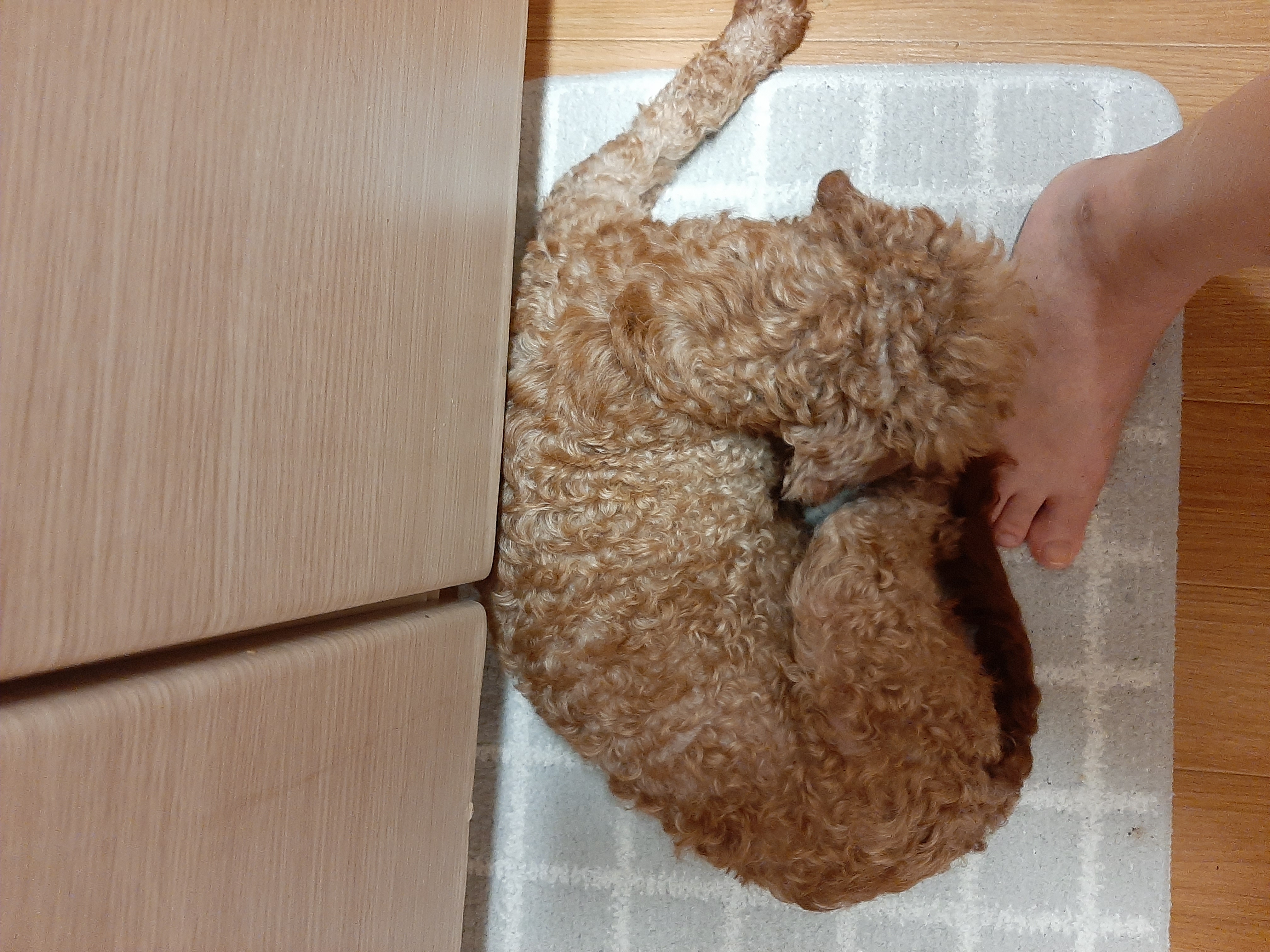 코리(곤지암)와 지낸지 일주일 ^^