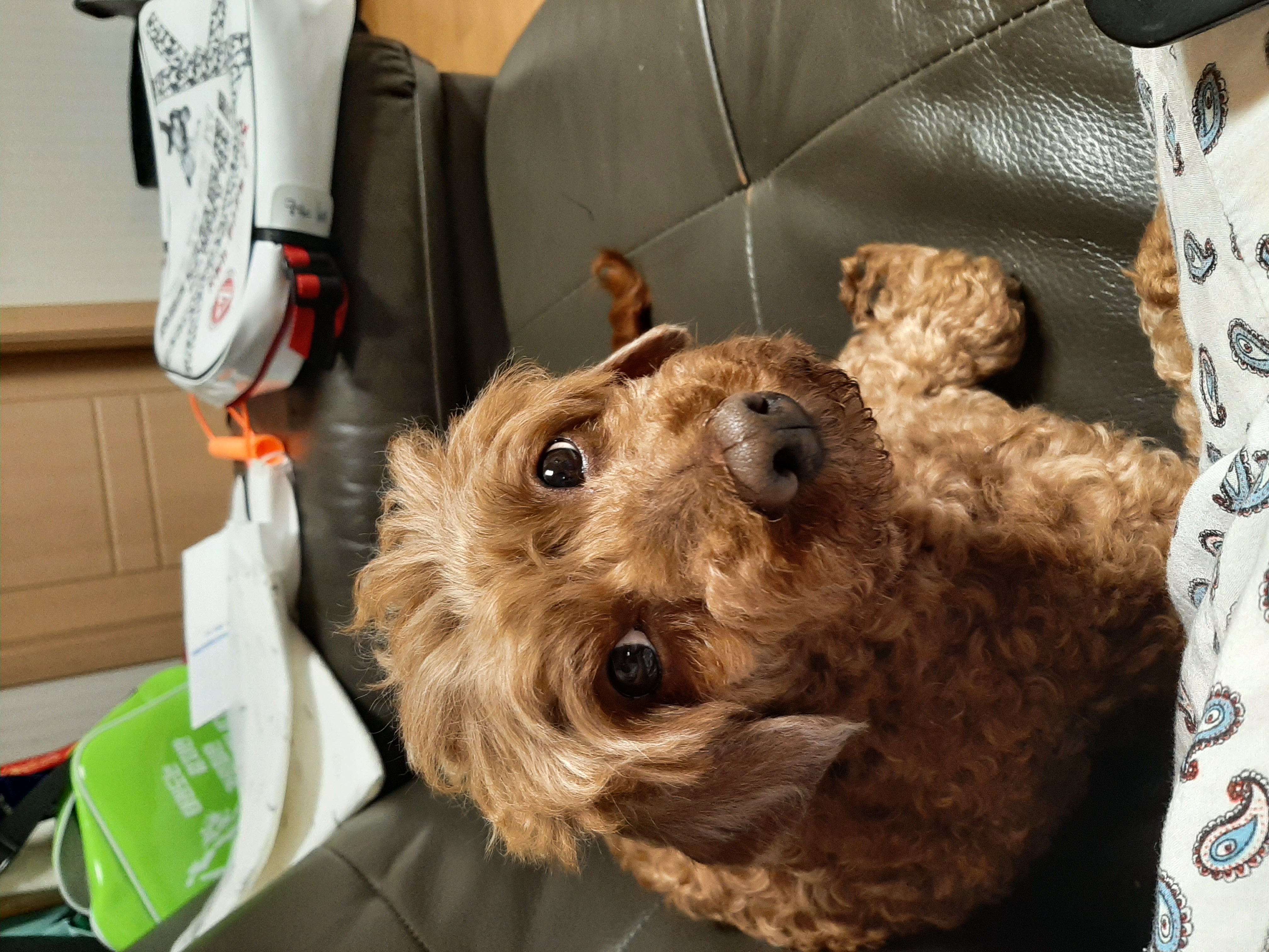 코리(곤지암)와 지낸지 일주일 ^^