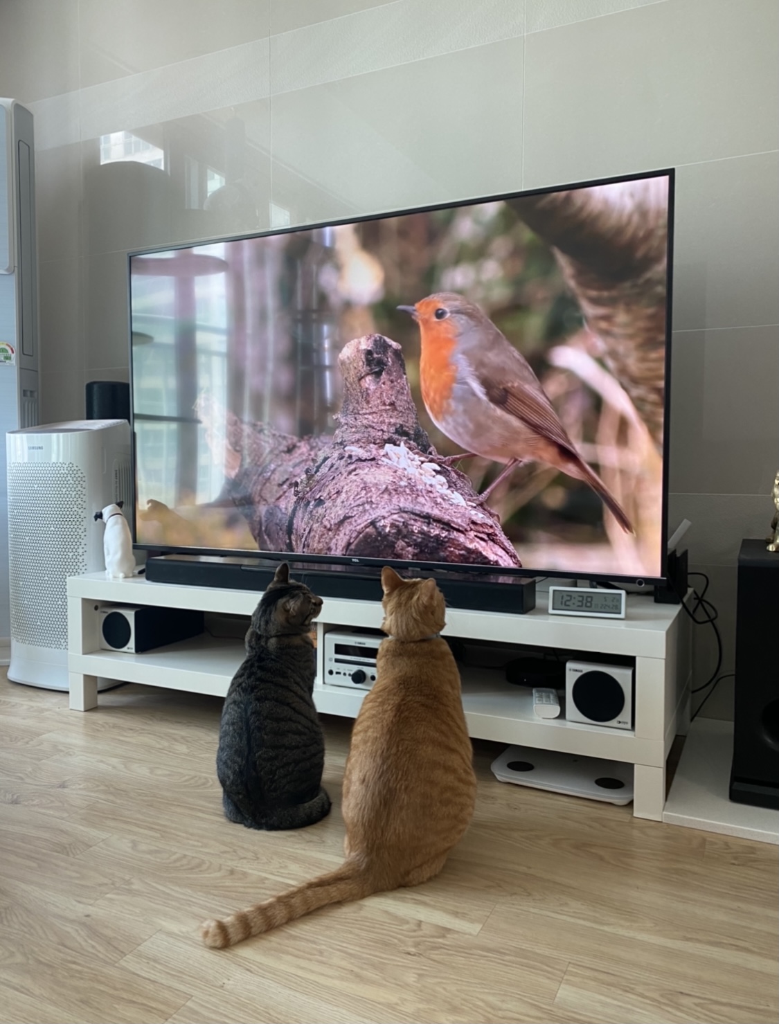 고양이 복동이 7살 생일 맞았어요(입양한지 6년 8개월)