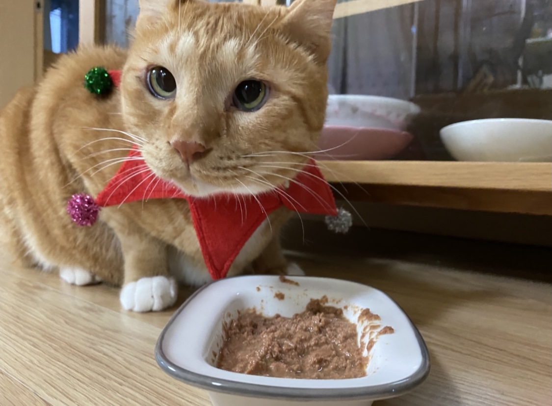 고양이 복동이 7살 생일 맞았어요(입양한지 6년 8개월)