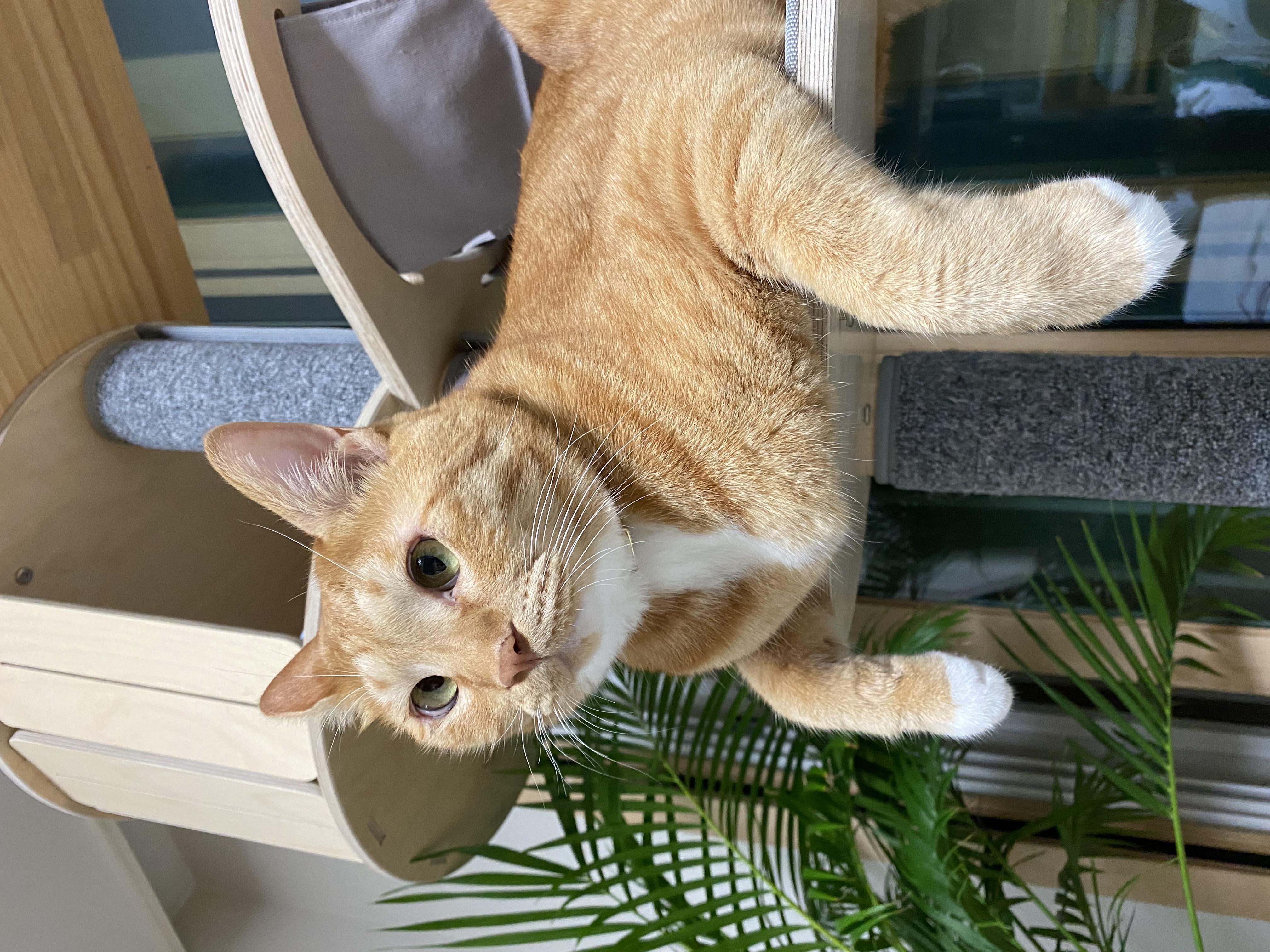 고양이 복동이 7살 생일 맞았어요(입양한지 6년 8개월)