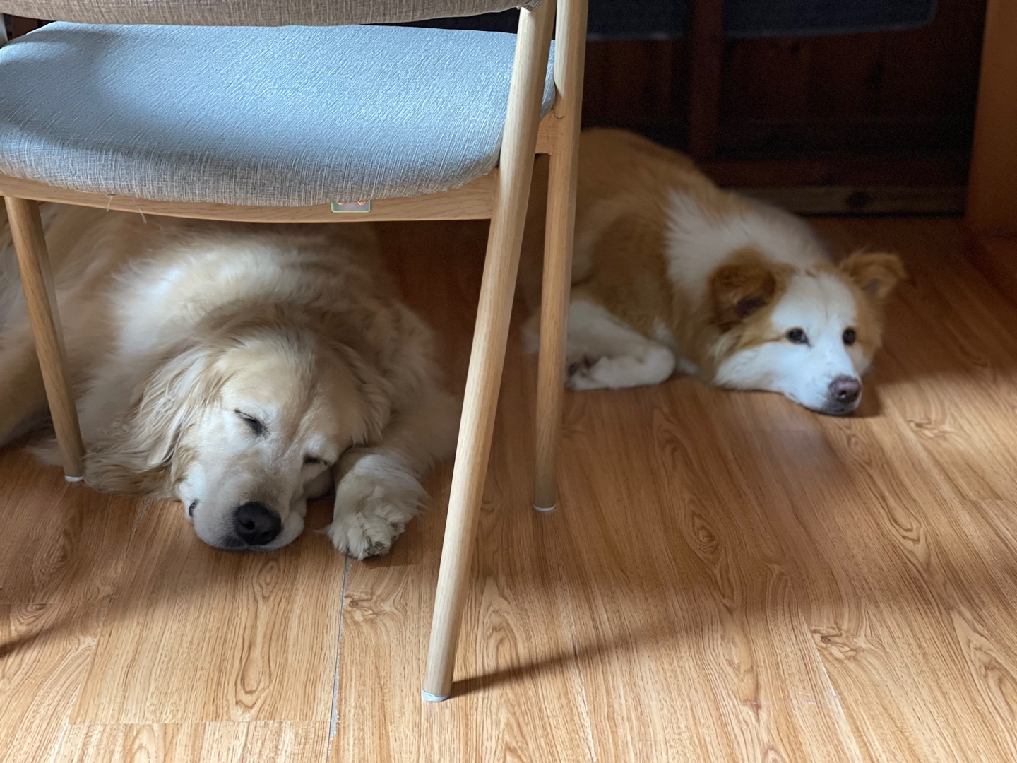 룽지가 온지 한달입니다