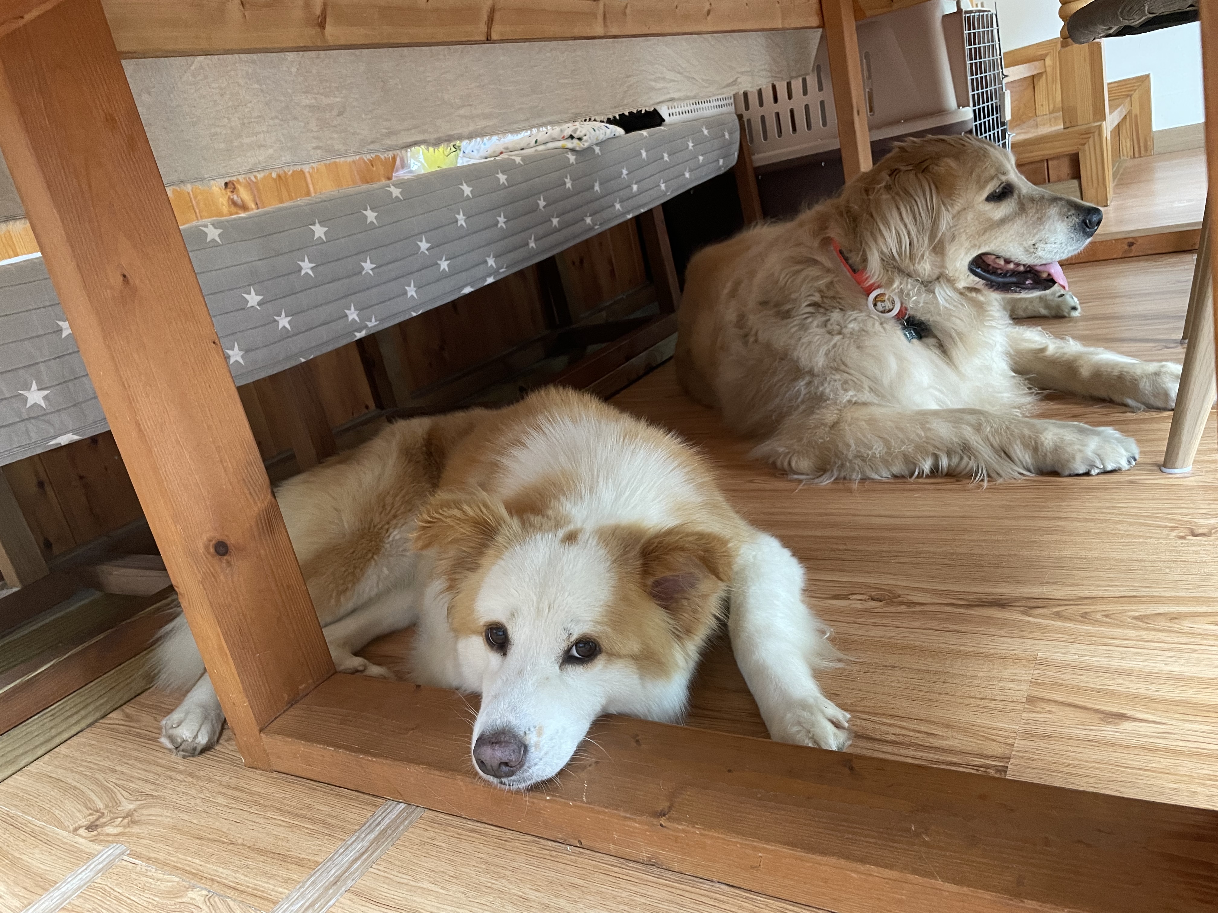 룽지가 온지 한달입니다